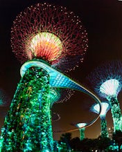 Explore the Supertree Grove