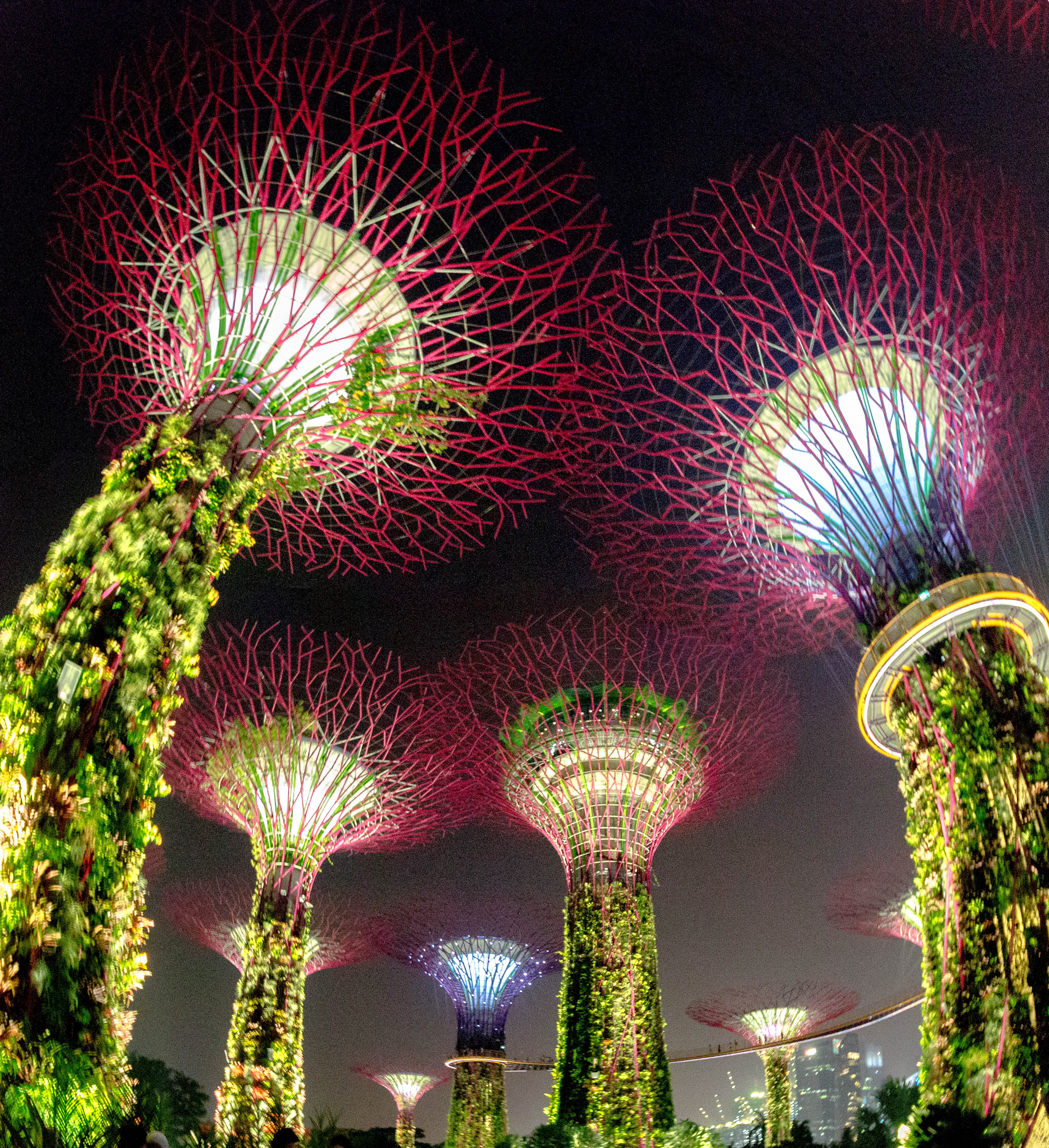 Explore the Supertree Grove