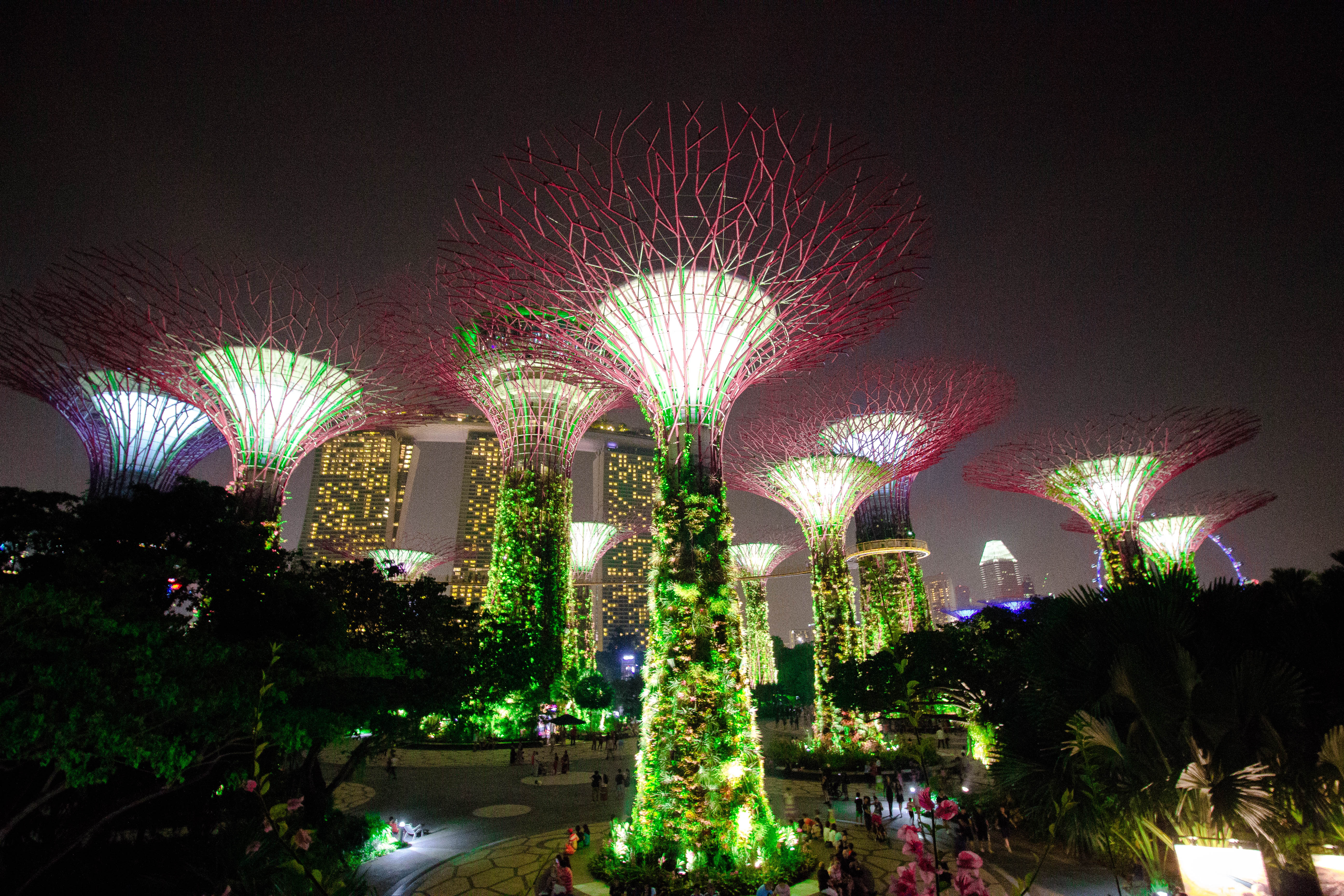 Explore the Supertree Grove