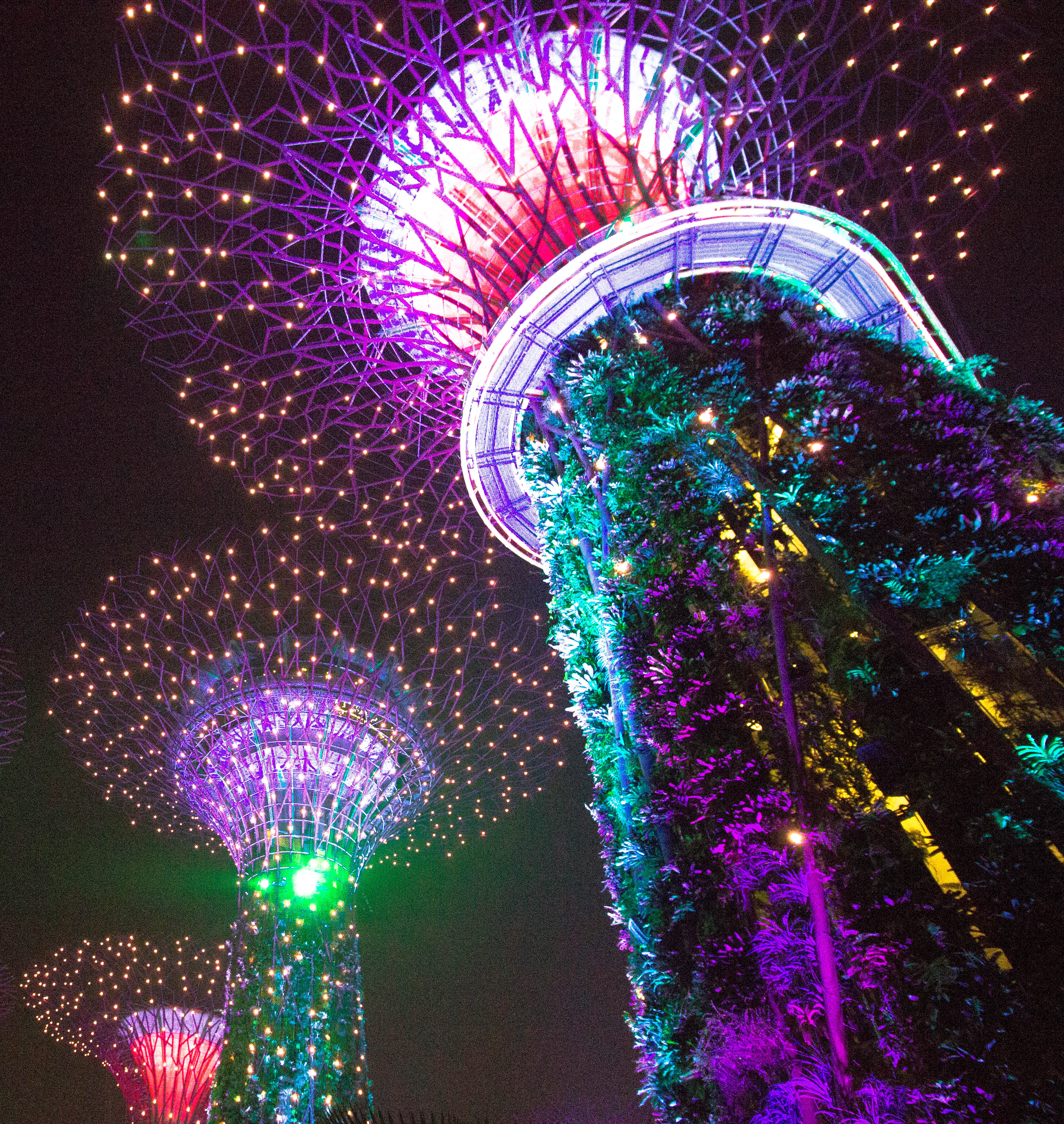 Explore the Supertree Grove