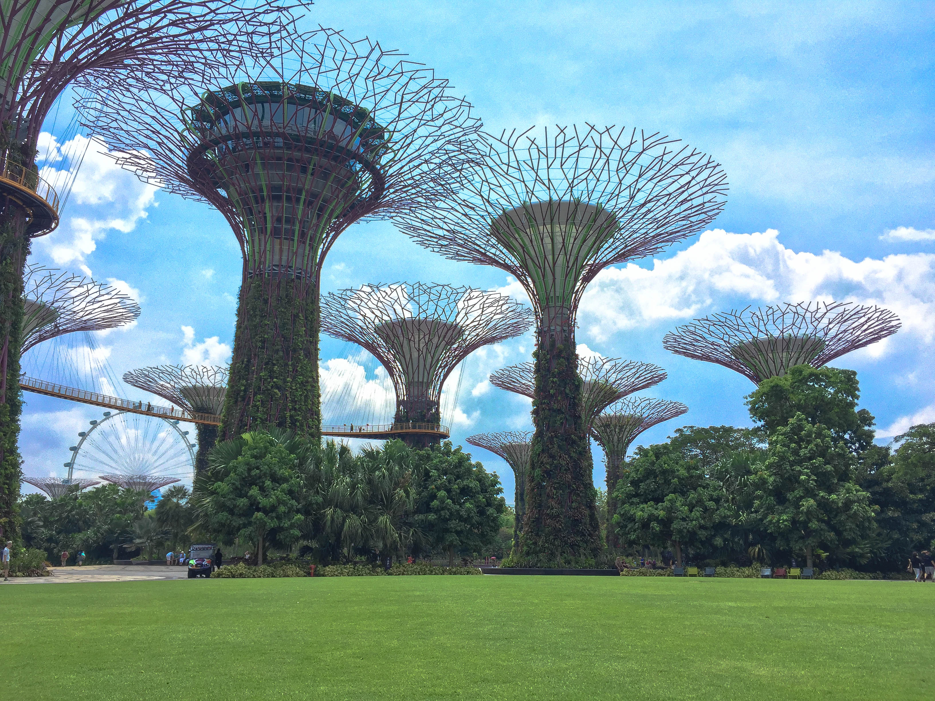 Explore the Supertree Grove