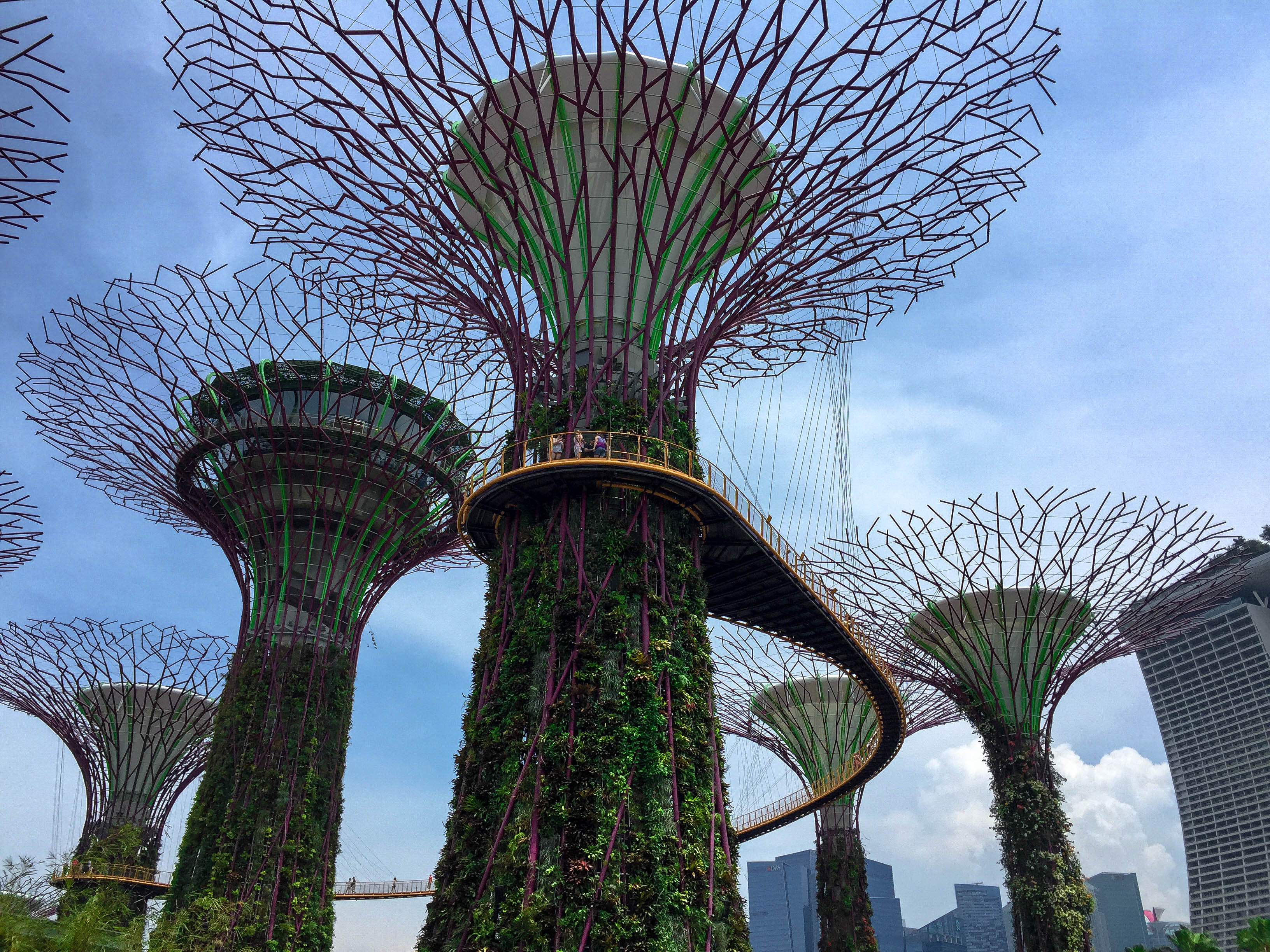 Explore the Supertree Grove