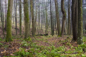 Hike Smith's Knob Hike via the Loyalsock Trail