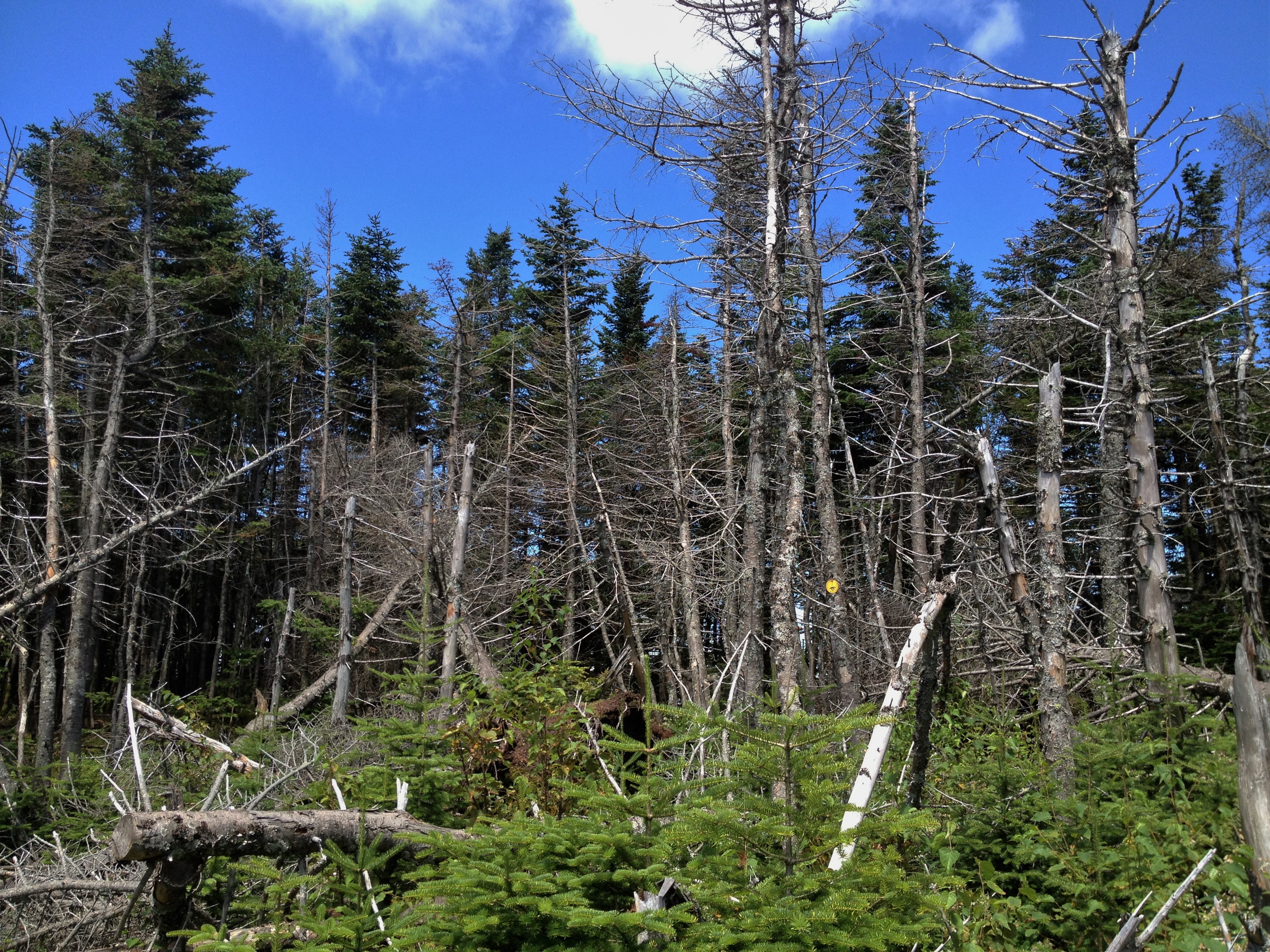 Gothics Mountain, Pyramid Peak, and Sawteeth Mountain via Beaver Meadow Falls 