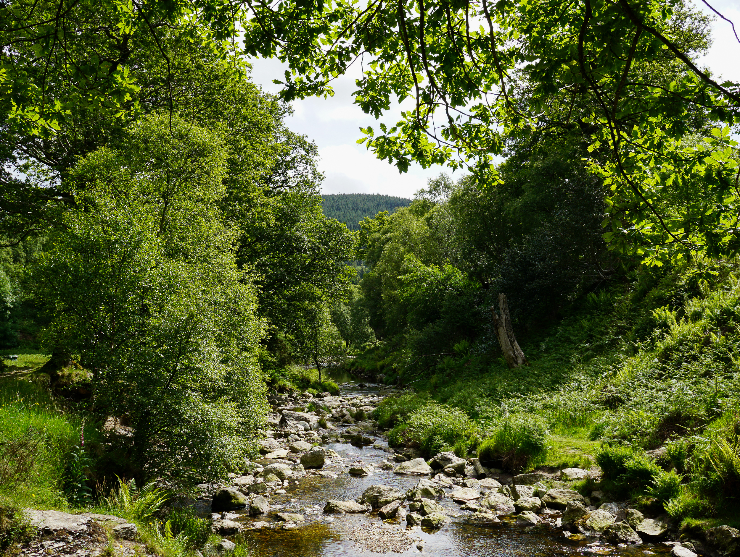 Explore Powerscourt Waterfall