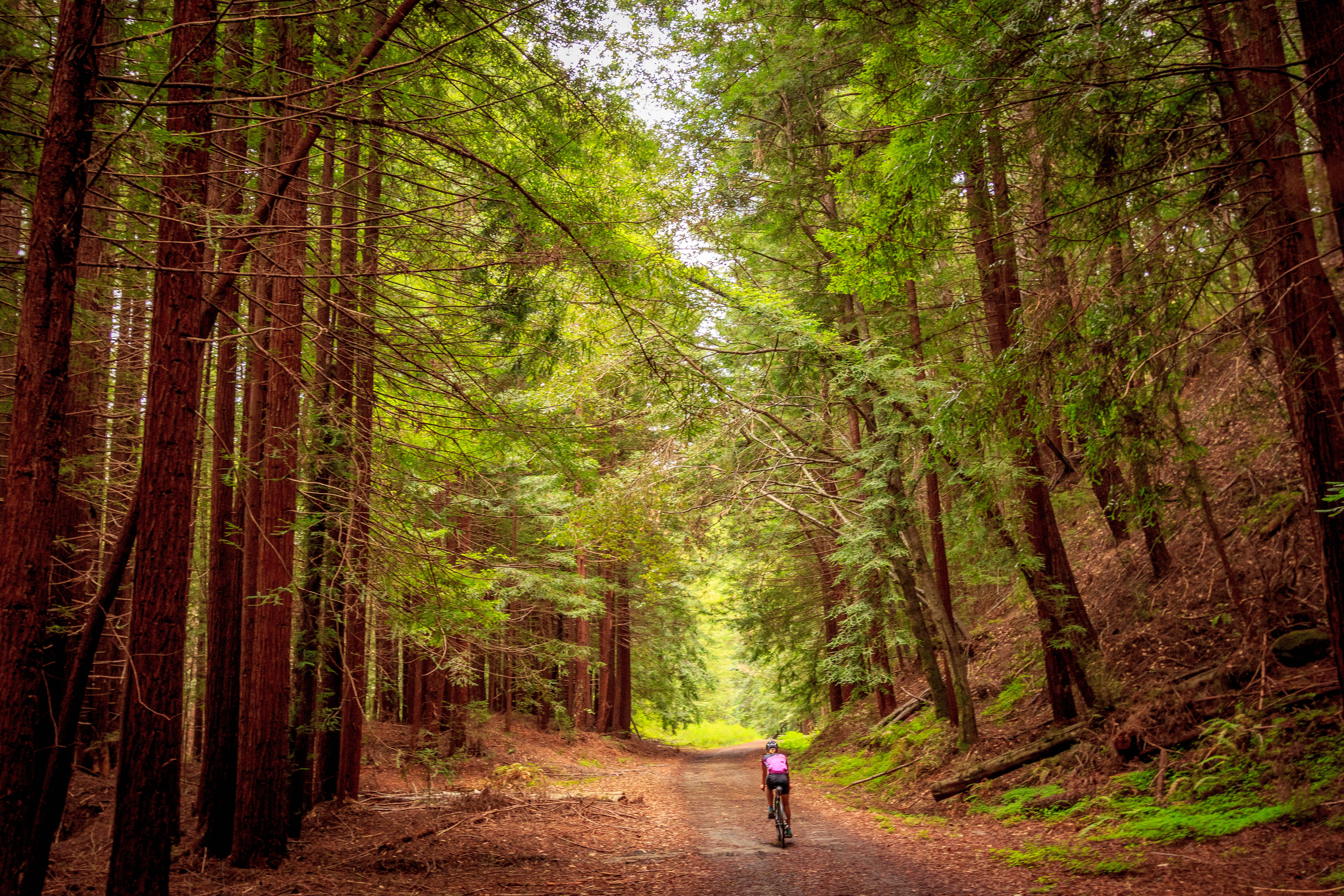Bike Pescadero Creek County Park 