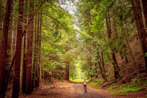 Bike Pescadero Creek County Park 