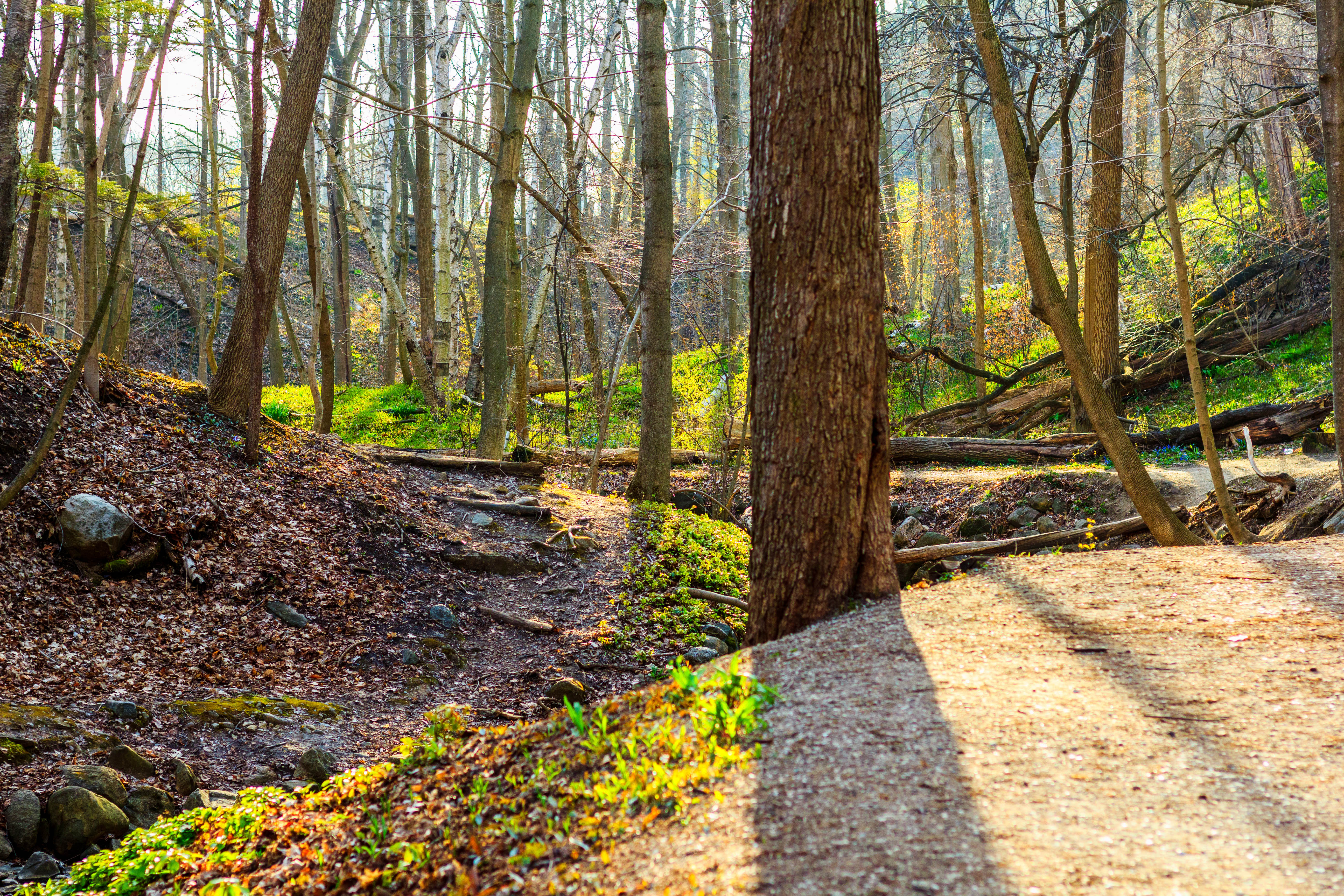 Seven Bridges Trail in Grant Park