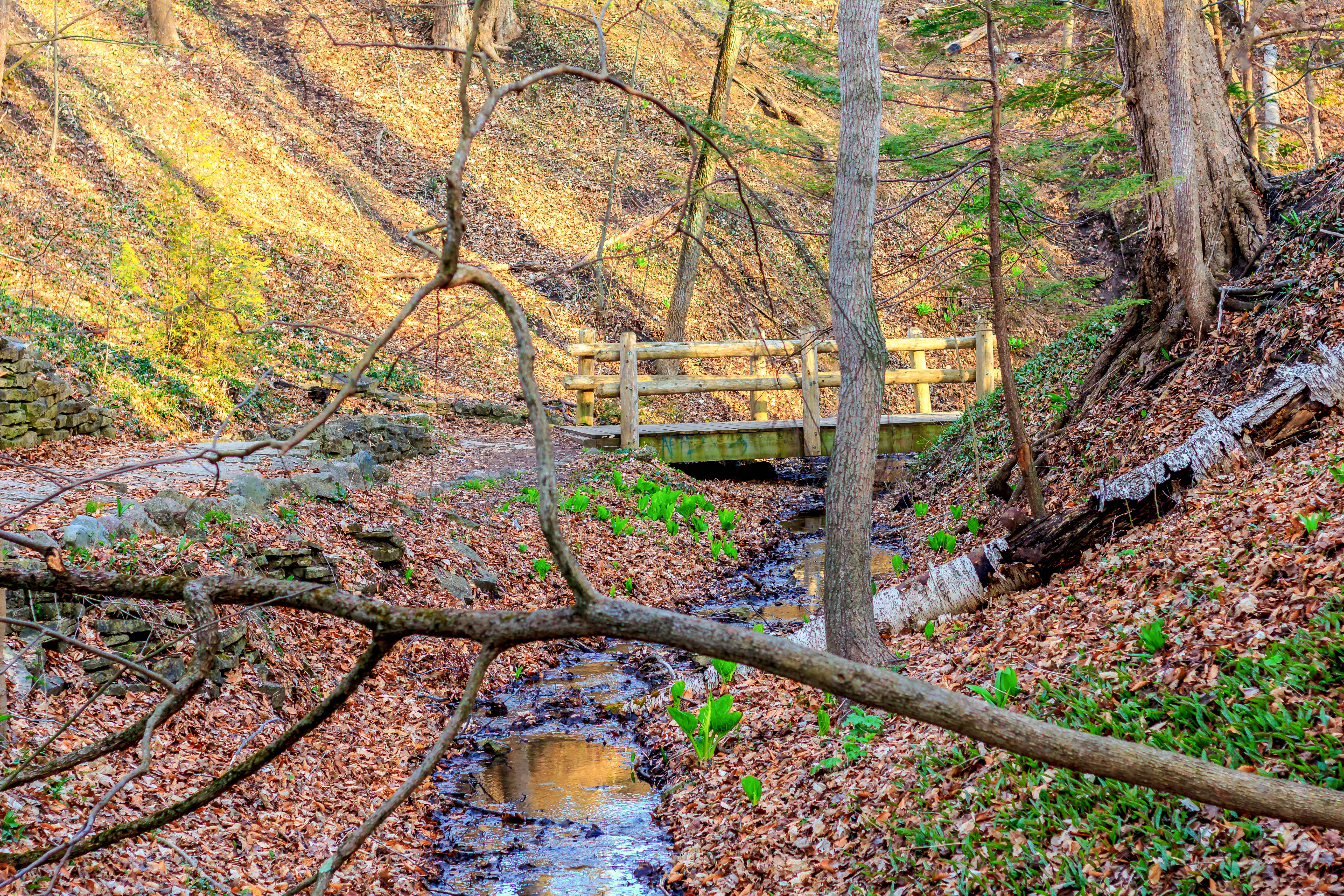 Seven Bridges Trail in Grant Park