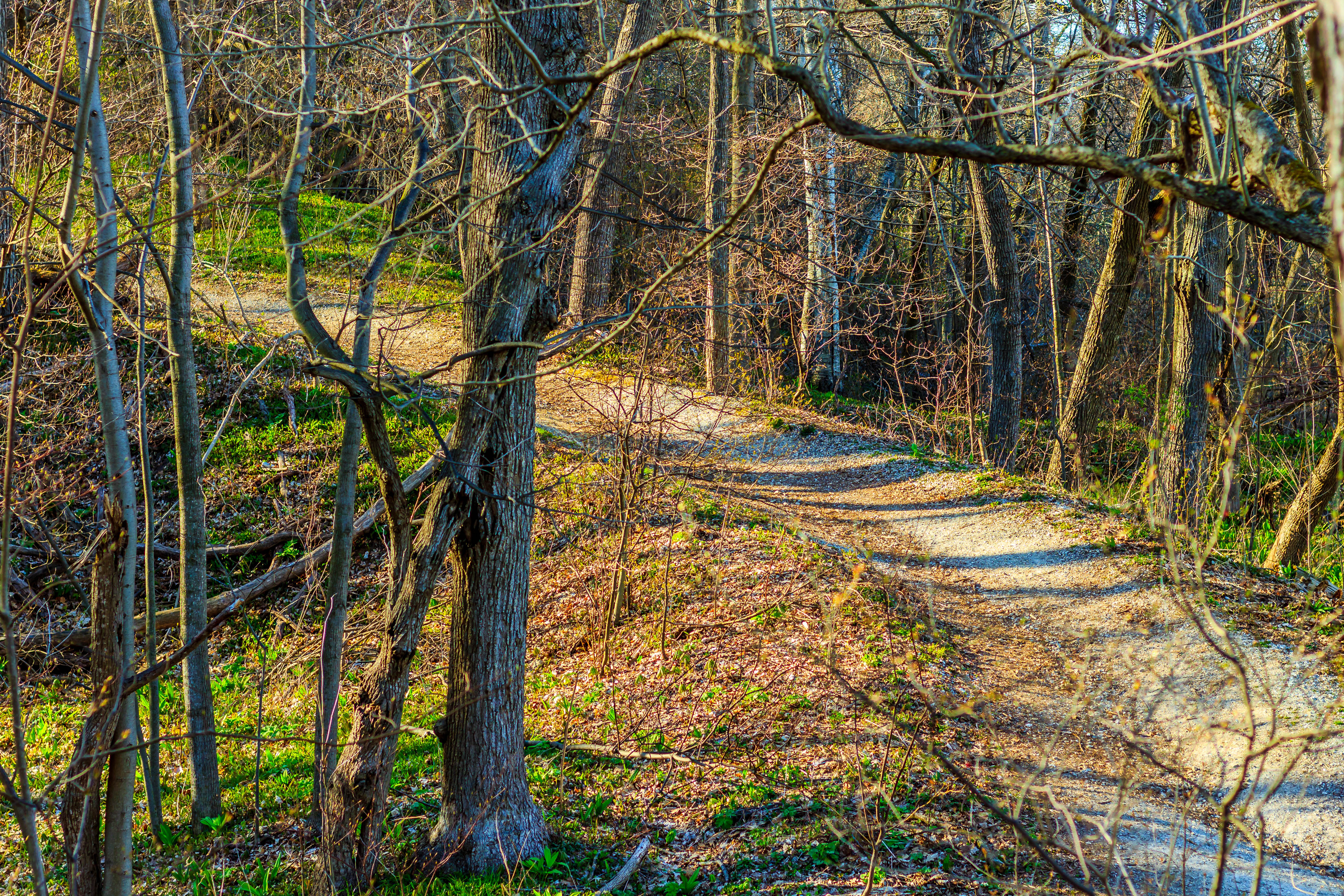 Seven Bridges Trail in Grant Park