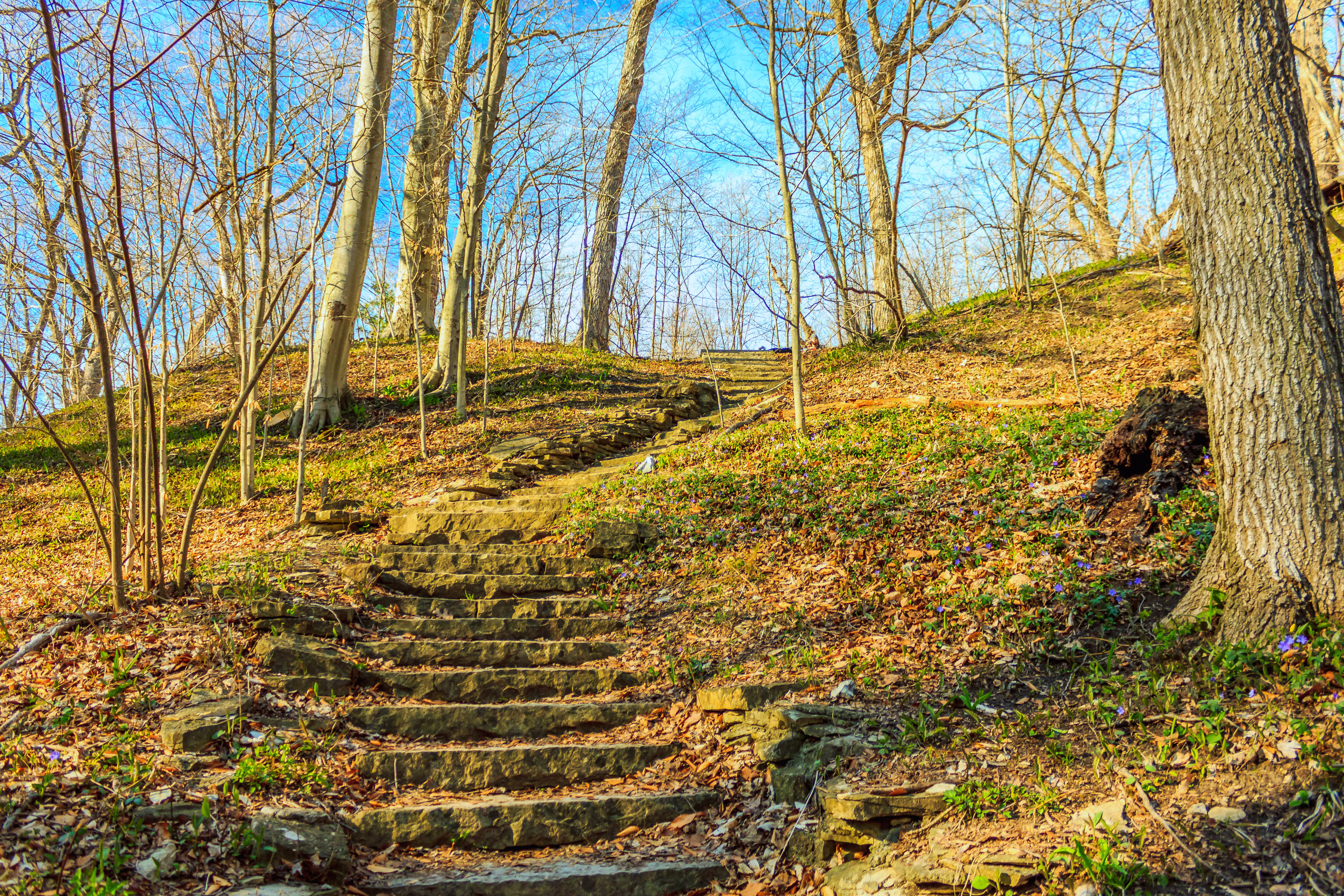 Seven Bridges Trail in Grant Park