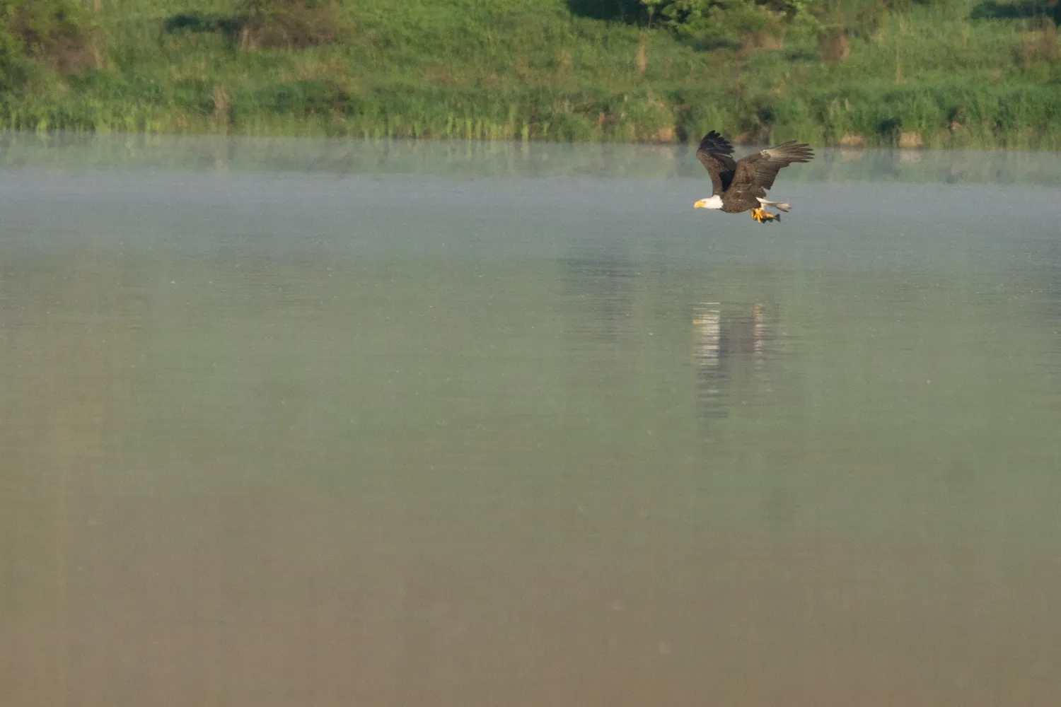 Fish at Rose Valley Lake
