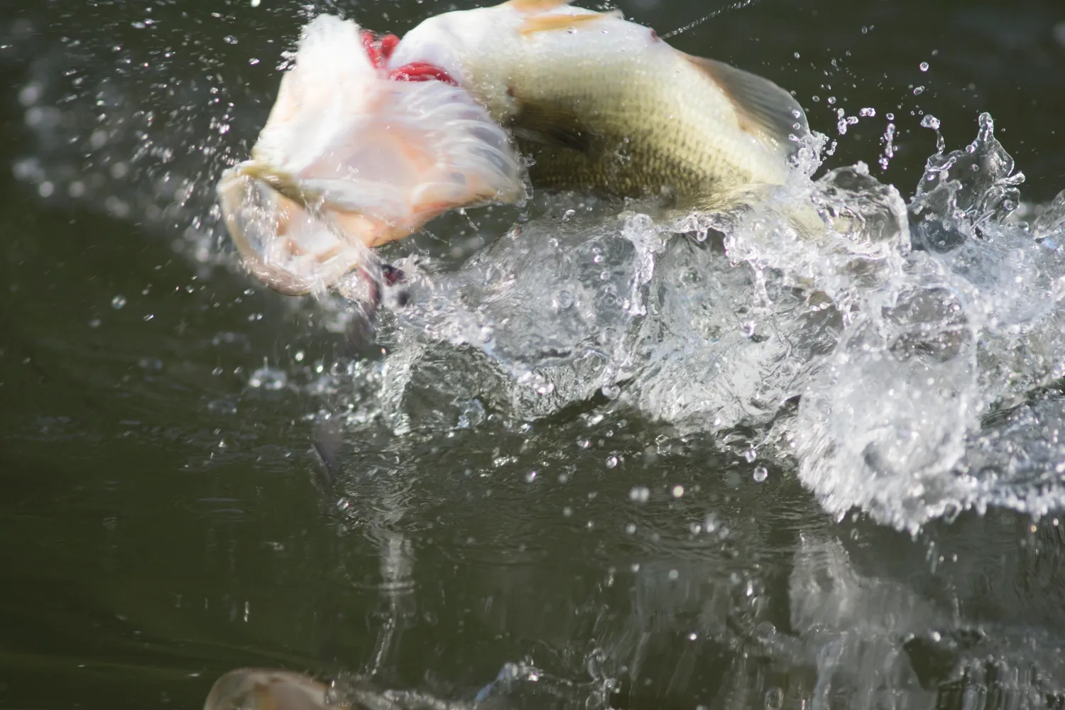 Fish at Rose Valley Lake
