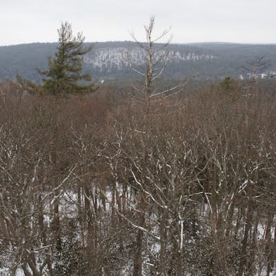 Hike the Seneca Trail in Cook Forest State Park