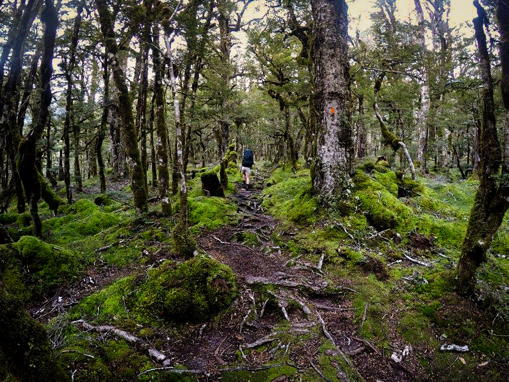 Backpack the Gillespie Pass Circuit, New Zealand