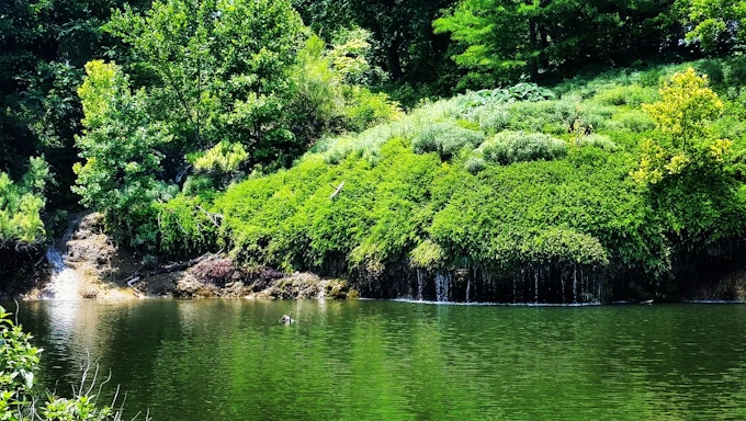 A short, wide waterfall flows into a calm water pool that appears green as it reflects the trees on the shoreline.