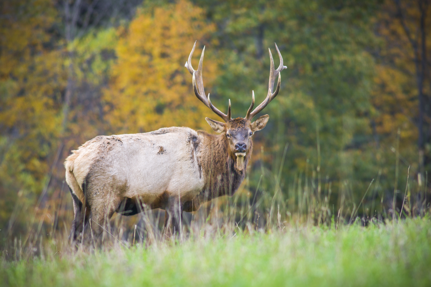 Photograph Elk at the Elk Country Visitor Center