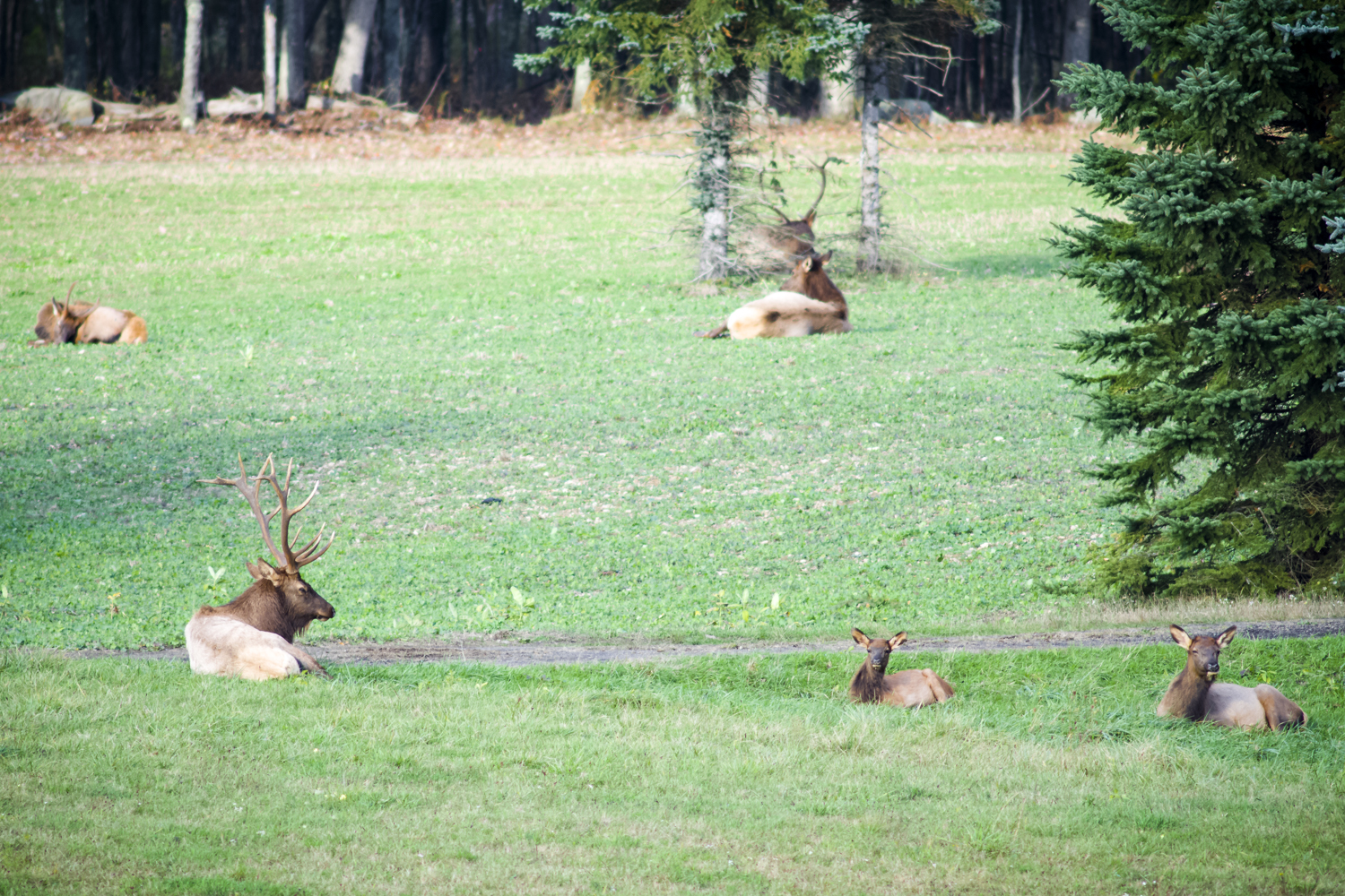 Photograph Elk at the Elk Country Visitor Center
