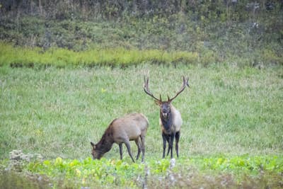 Photograph Elk at the Elk Country Visitor Center