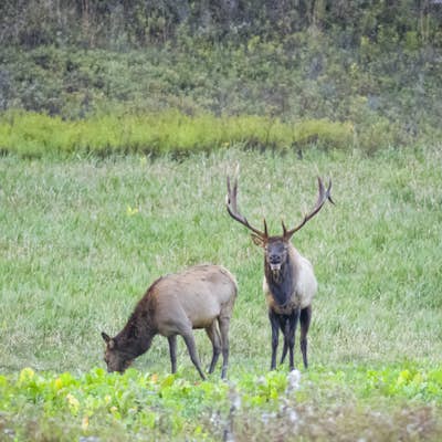 Photograph Elk at the Elk Country Visitor Center
