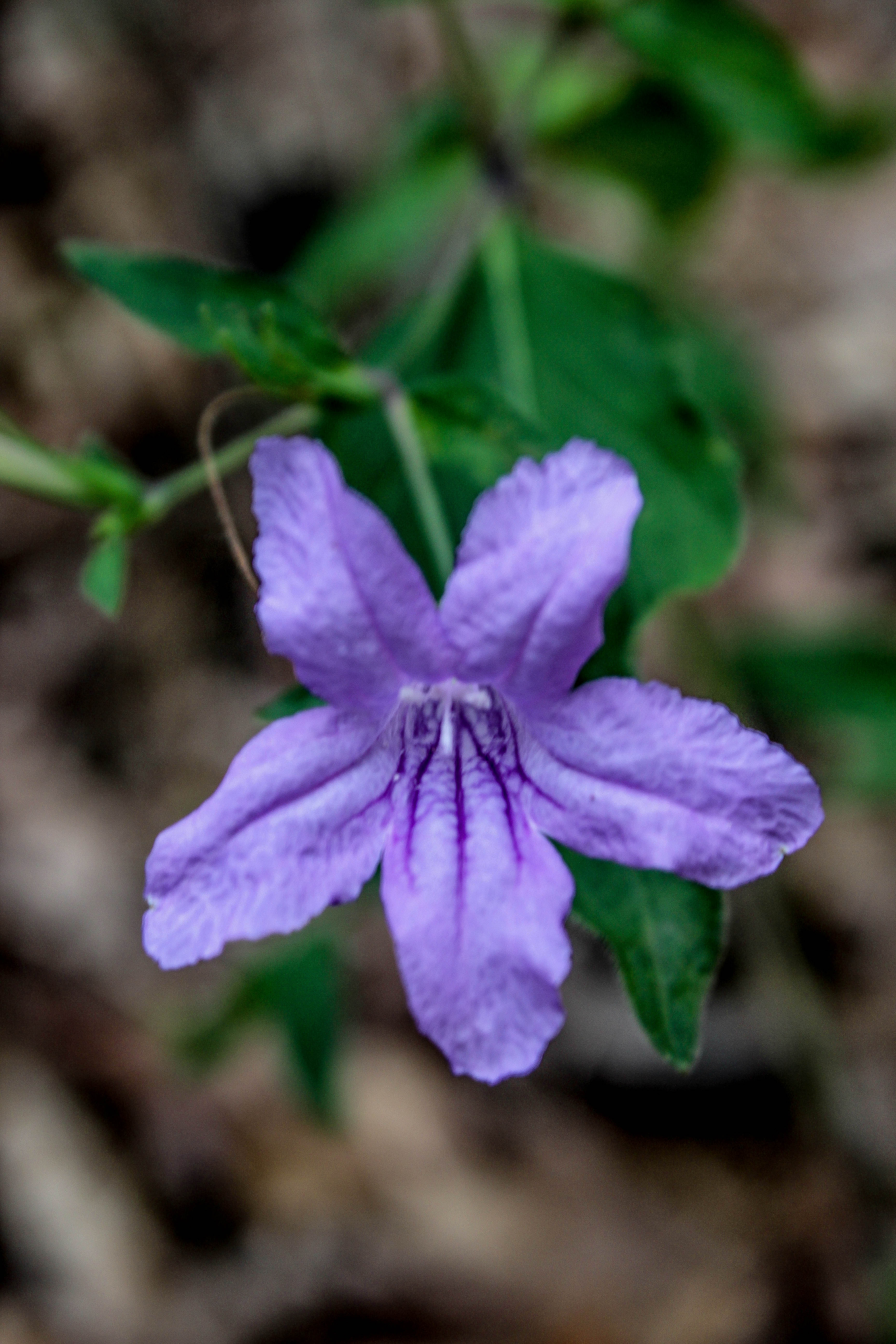 Hike Driskill Mountain