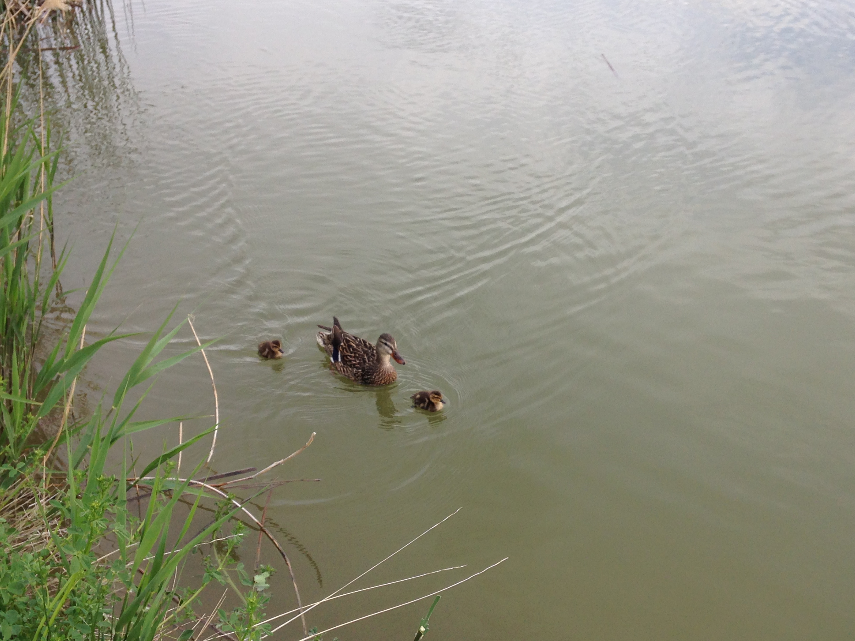 Fish at the East Riverfront Fishing Ponds