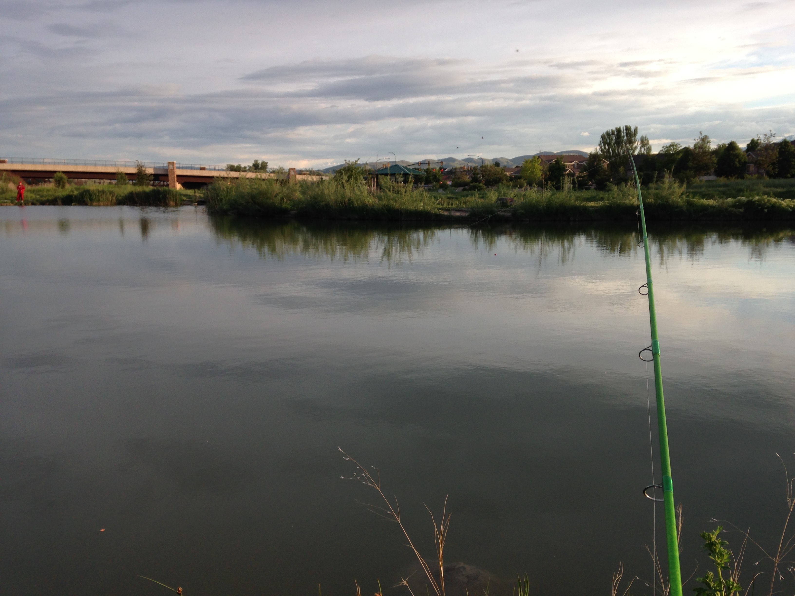 Fish at the East Riverfront Fishing Ponds