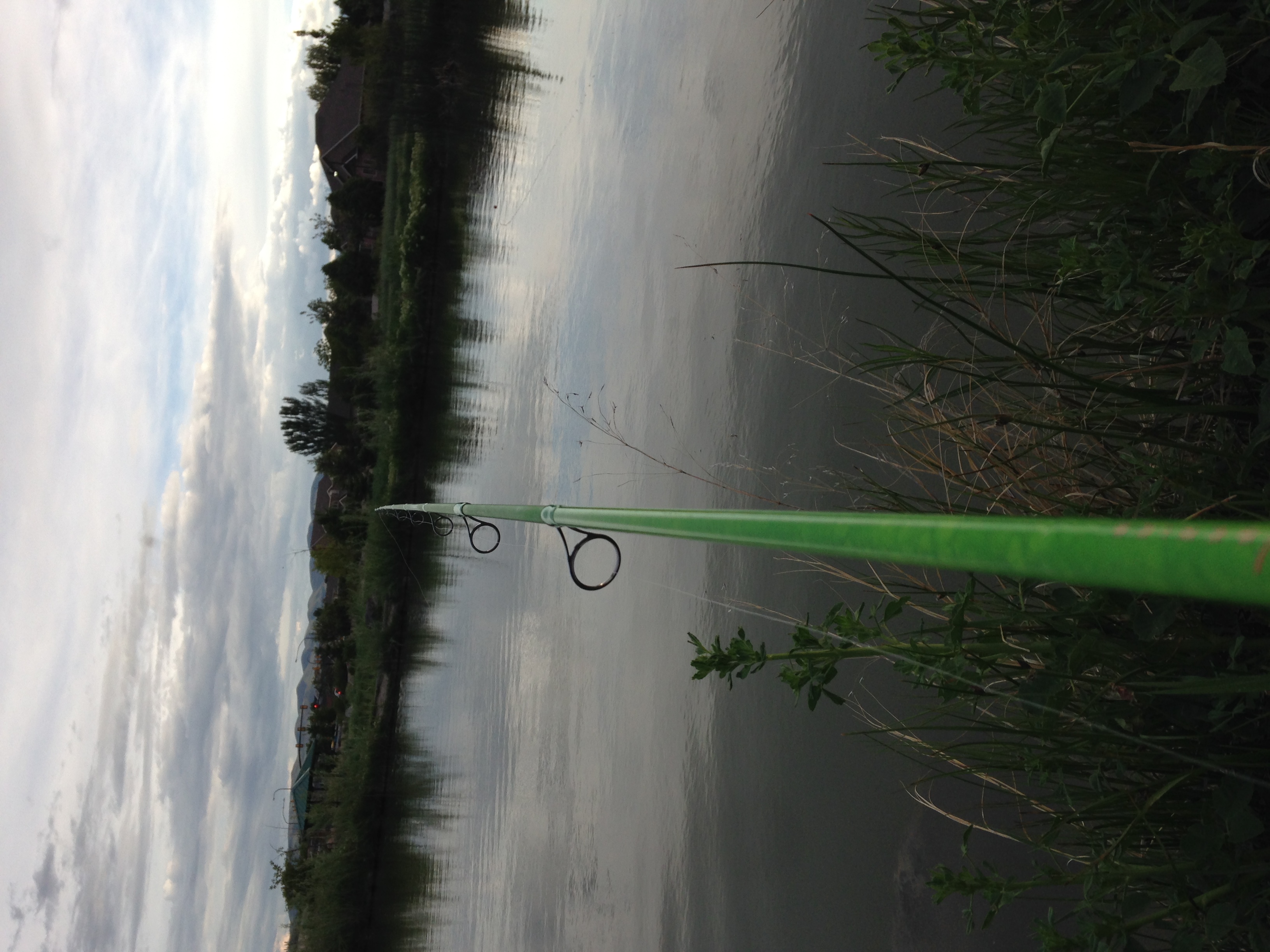 Fish at the East Riverfront Fishing Ponds