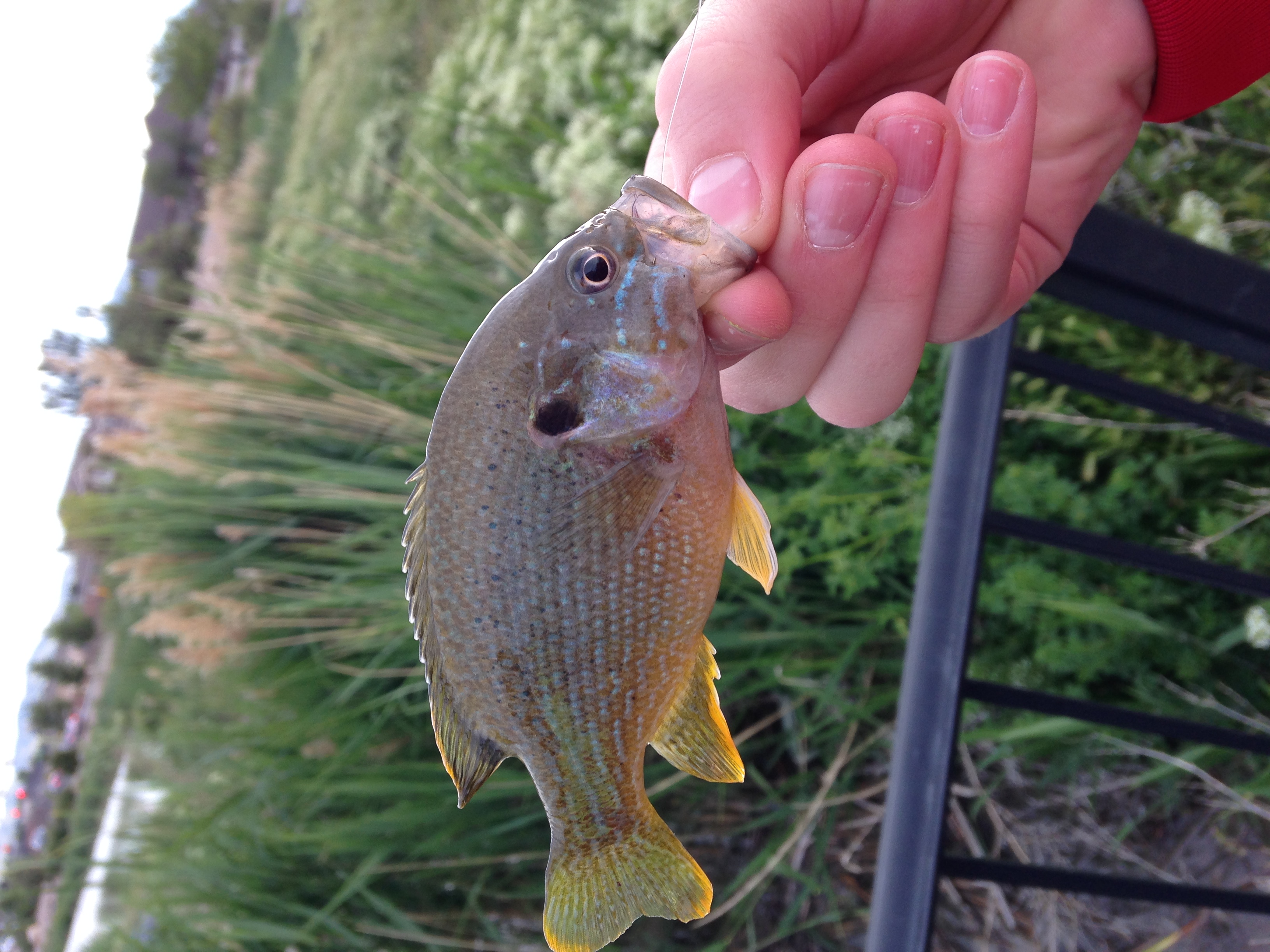 Fish at the East Riverfront Fishing Ponds