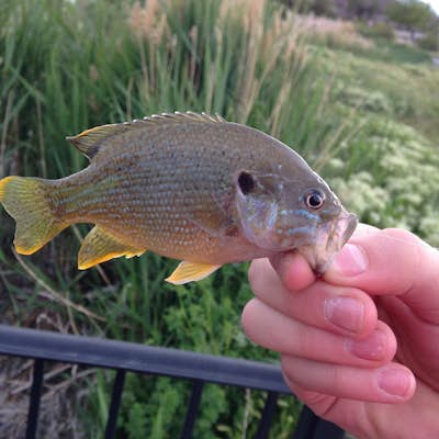 Fish at the East Riverfront Fishing Ponds