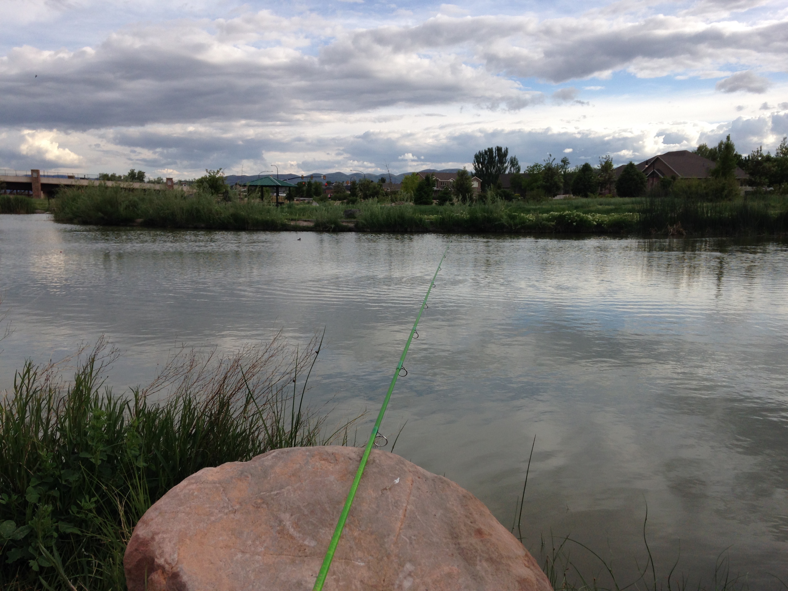 Fish at the East Riverfront Fishing Ponds