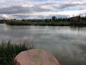 Fish at the East Riverfront Fishing Ponds