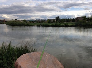 Fish at the East Riverfront Fishing Ponds