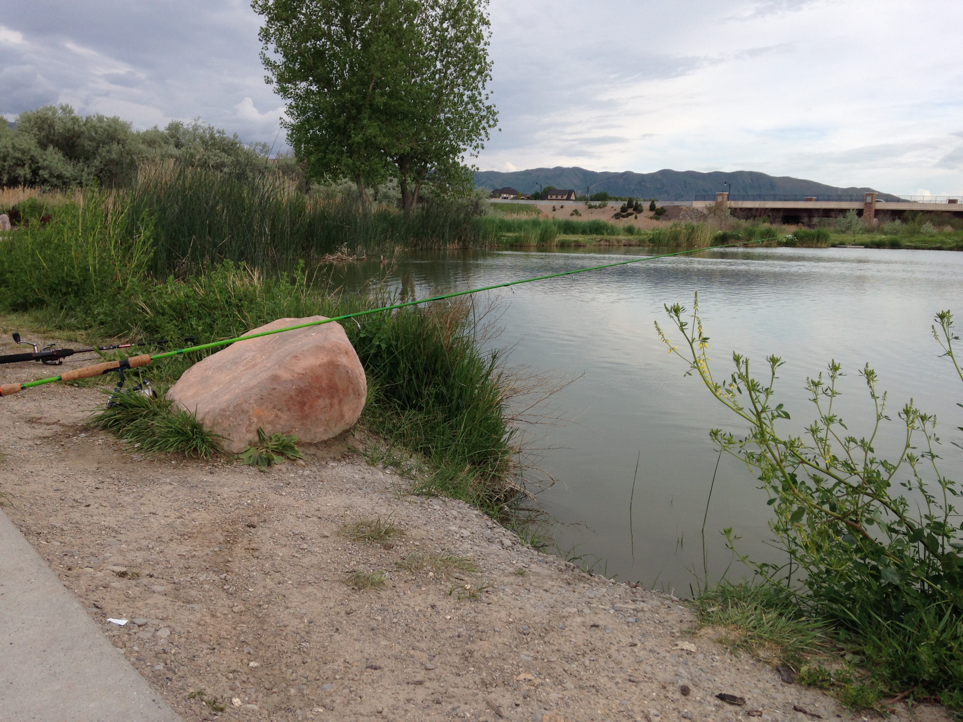 Fish at the East Riverfront Fishing Ponds