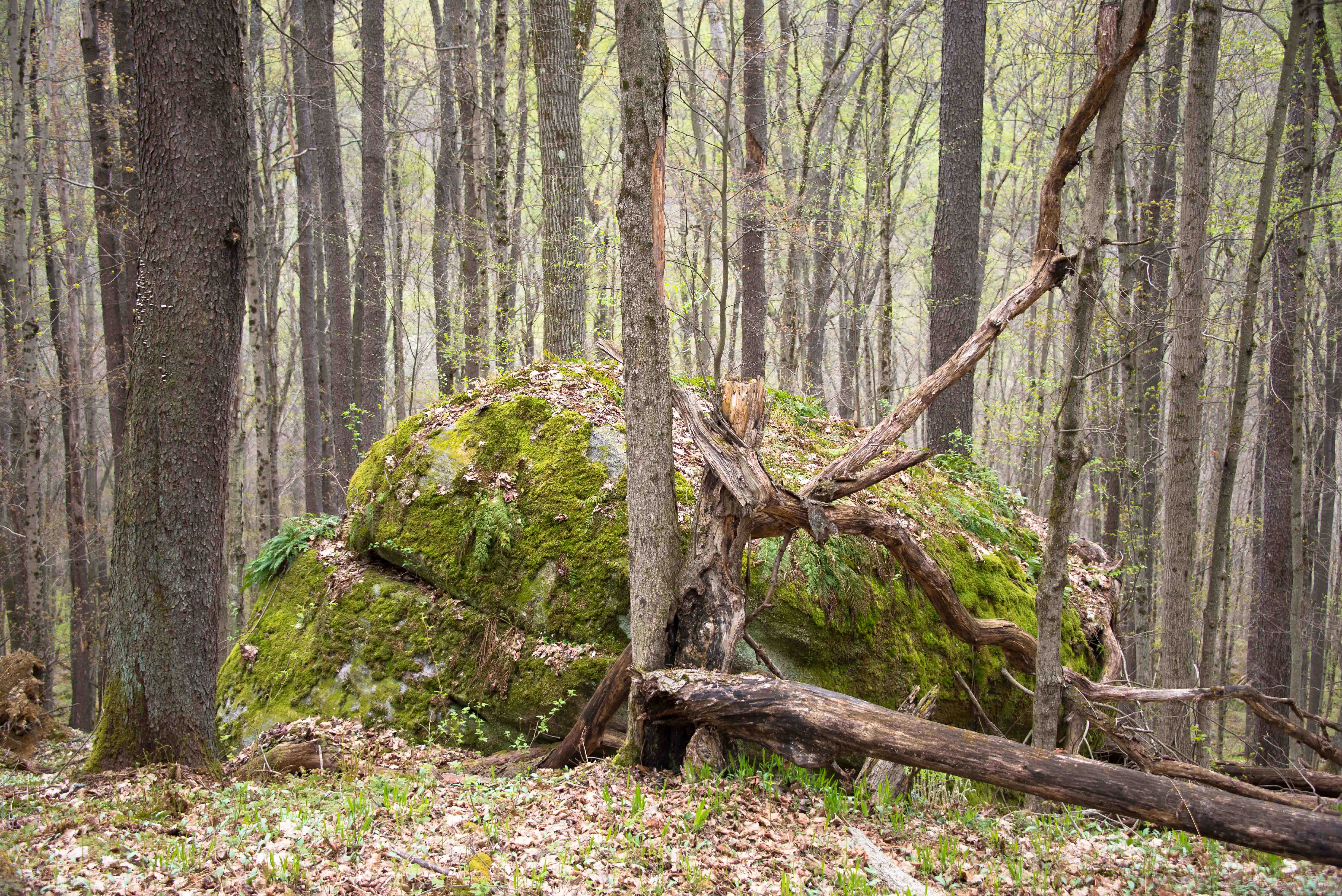 Hike the Minister Creek Trail