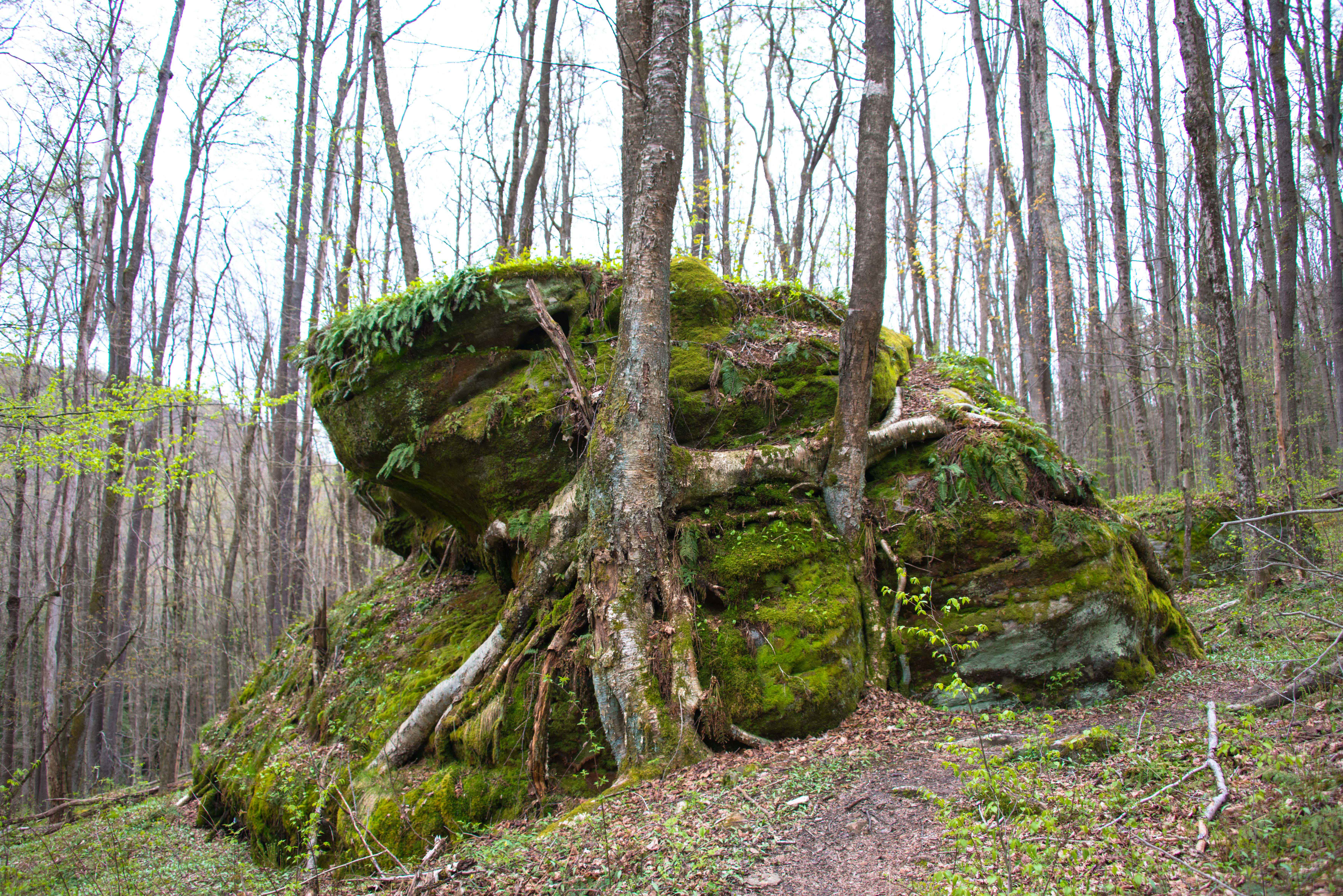 Hike the Minister Creek Trail
