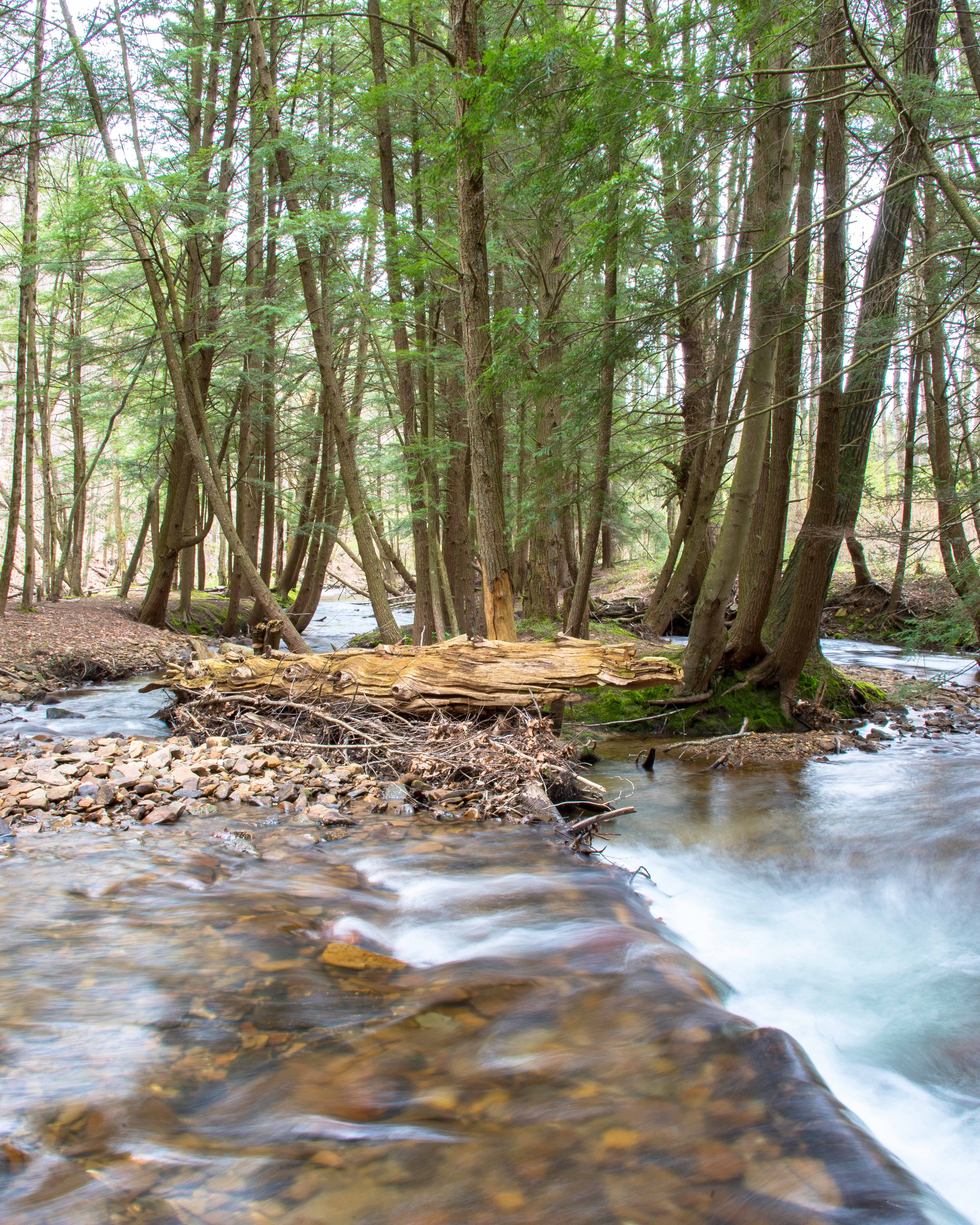 Hike the Minister Creek Trail