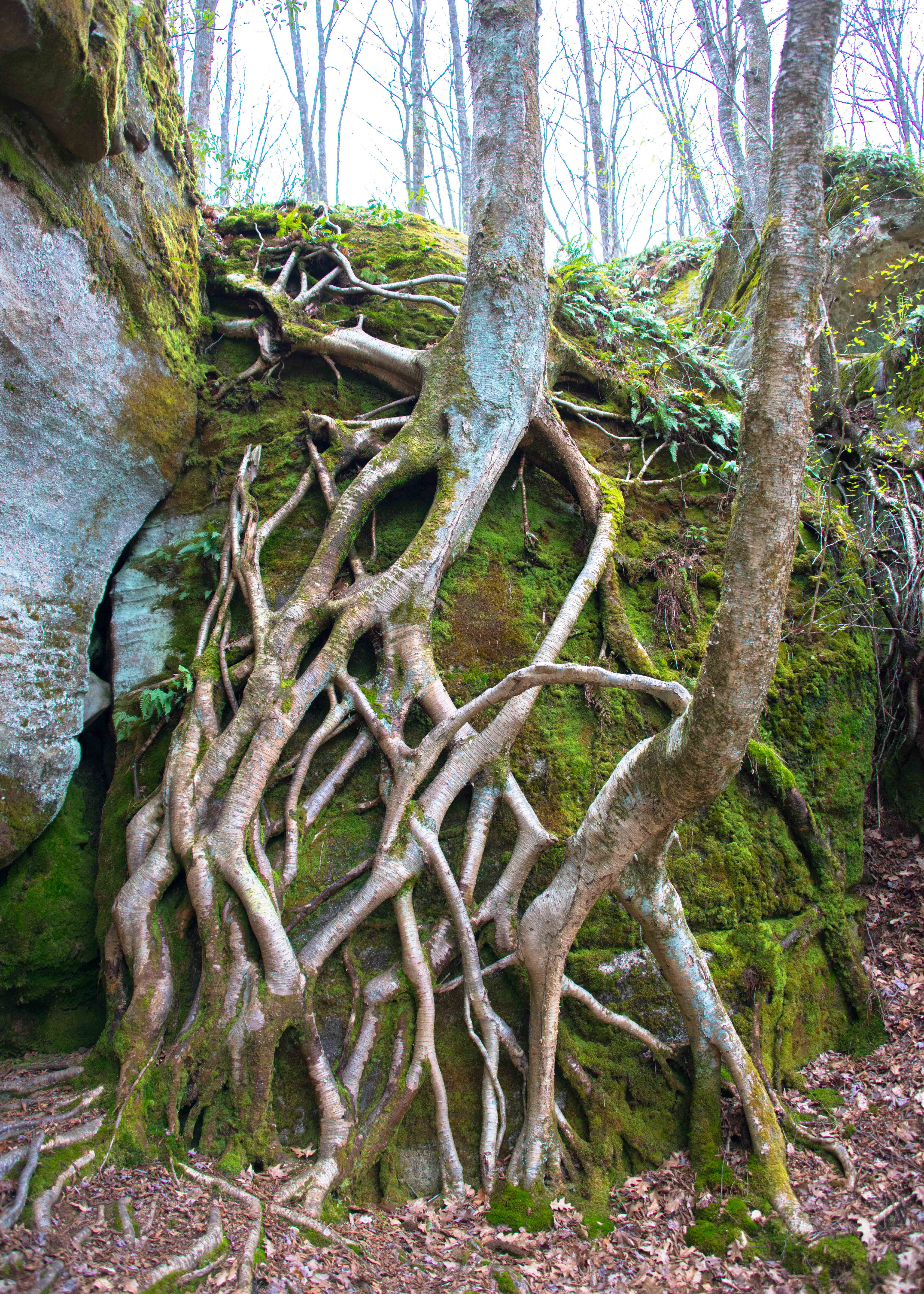 Hike the Minister Creek Trail