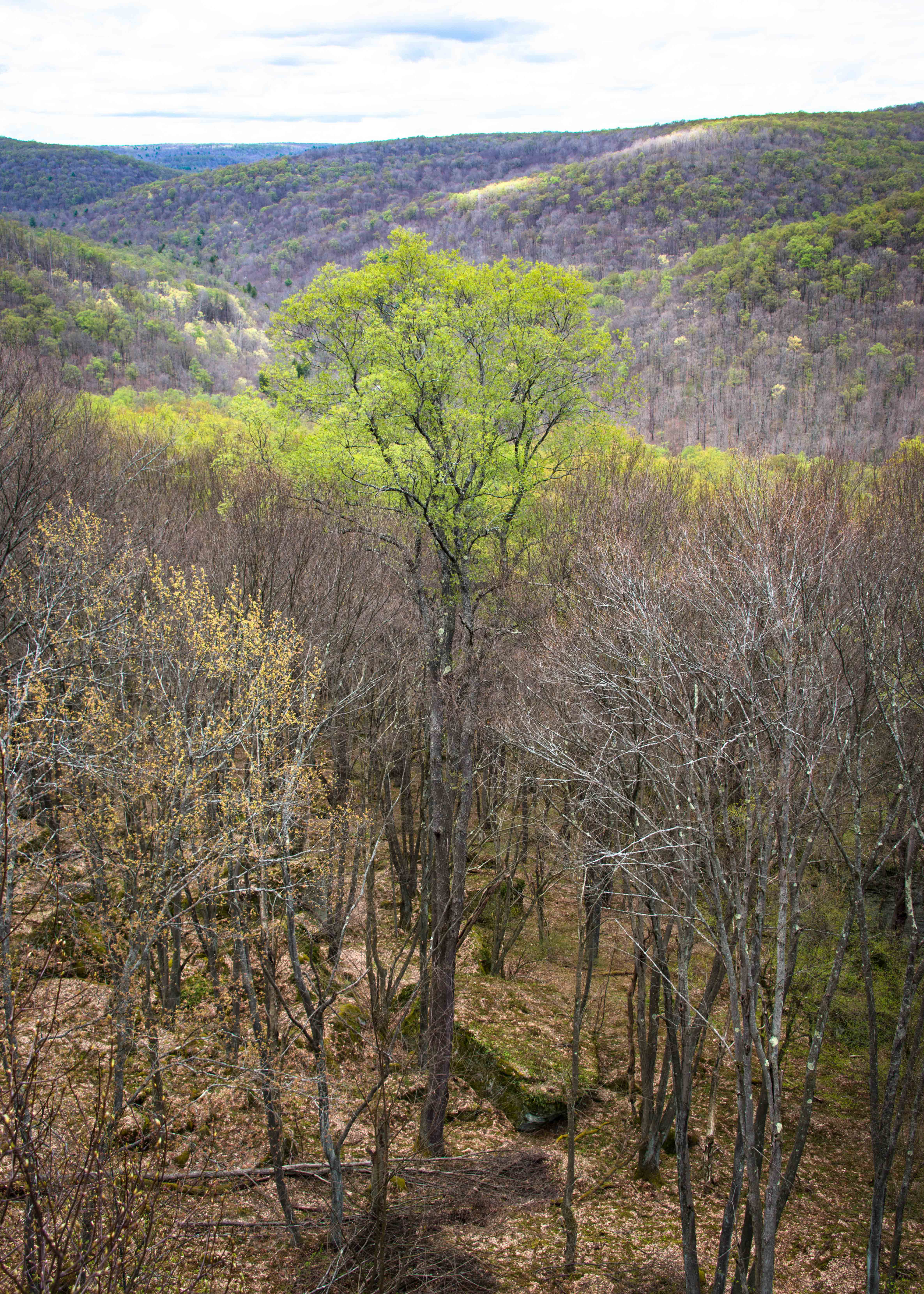 Hike the Minister Creek Trail