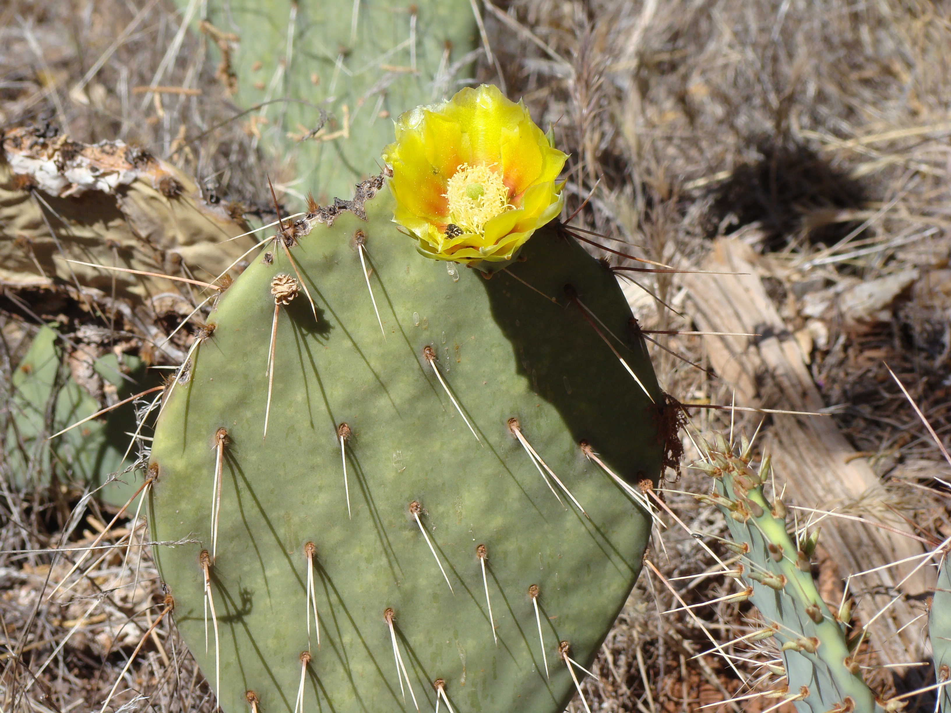 Templeton Trail to Oak Creek