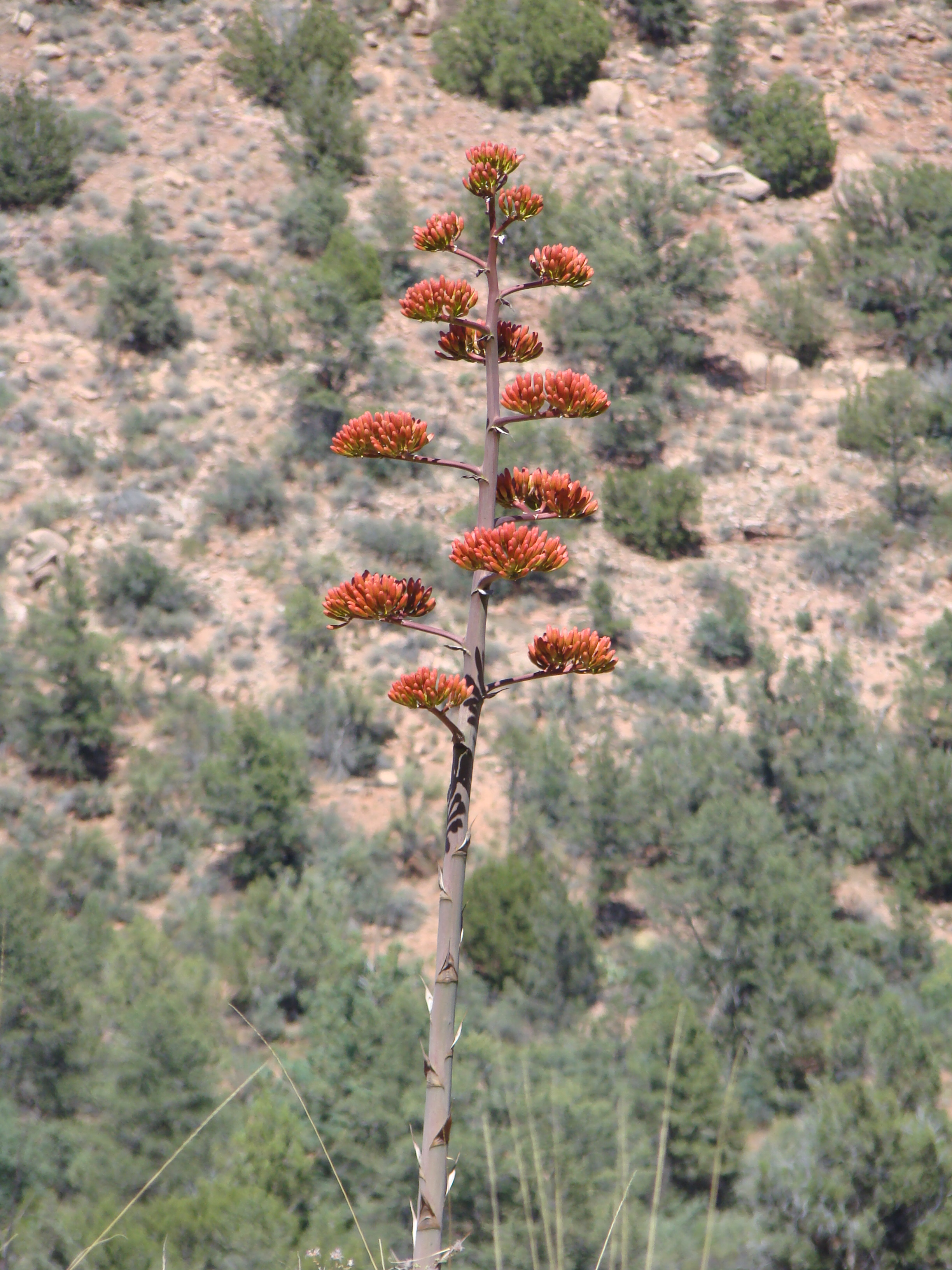Templeton Trail to Oak Creek
