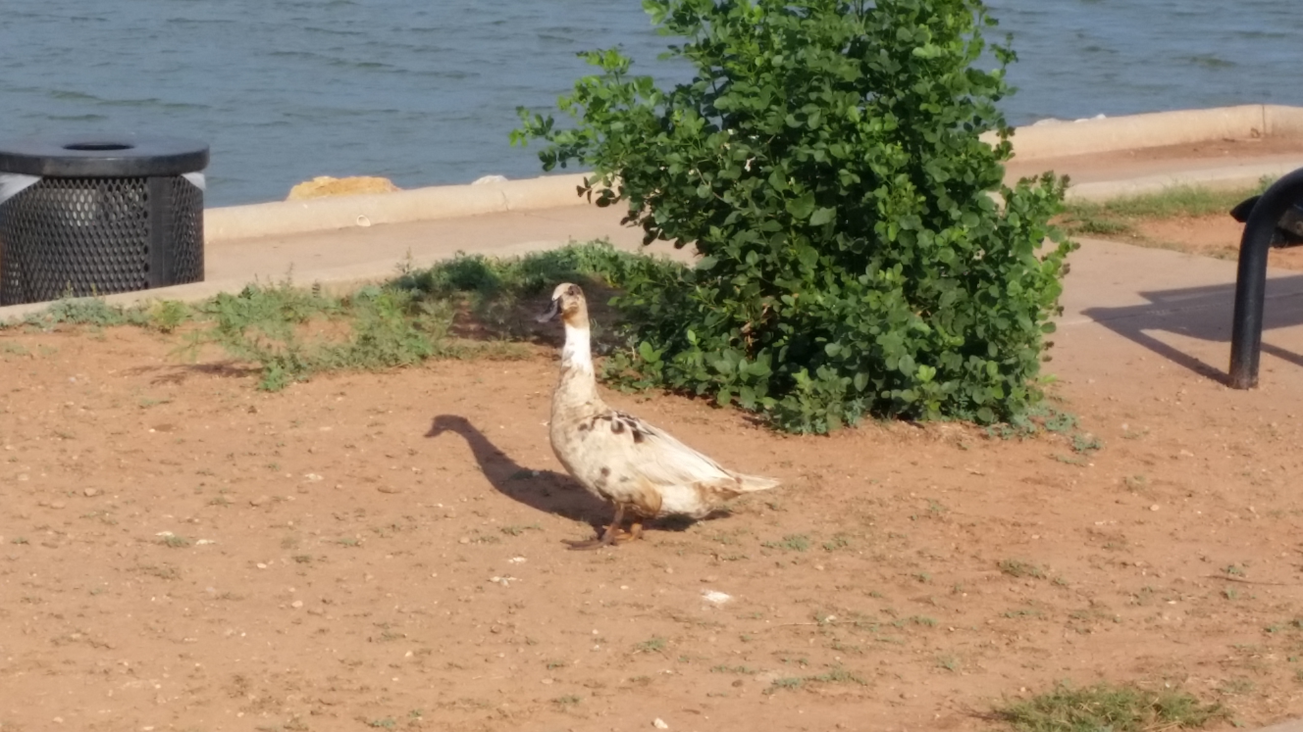 Gordon Lake (AKA Duck Lake) Loop in Iowa Park