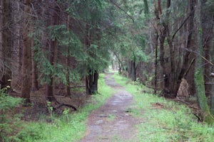 Hike the Herrington Manor/Swallow Falls Trail