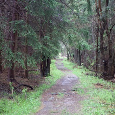 Hike the Herrington Manor/Swallow Falls Trail