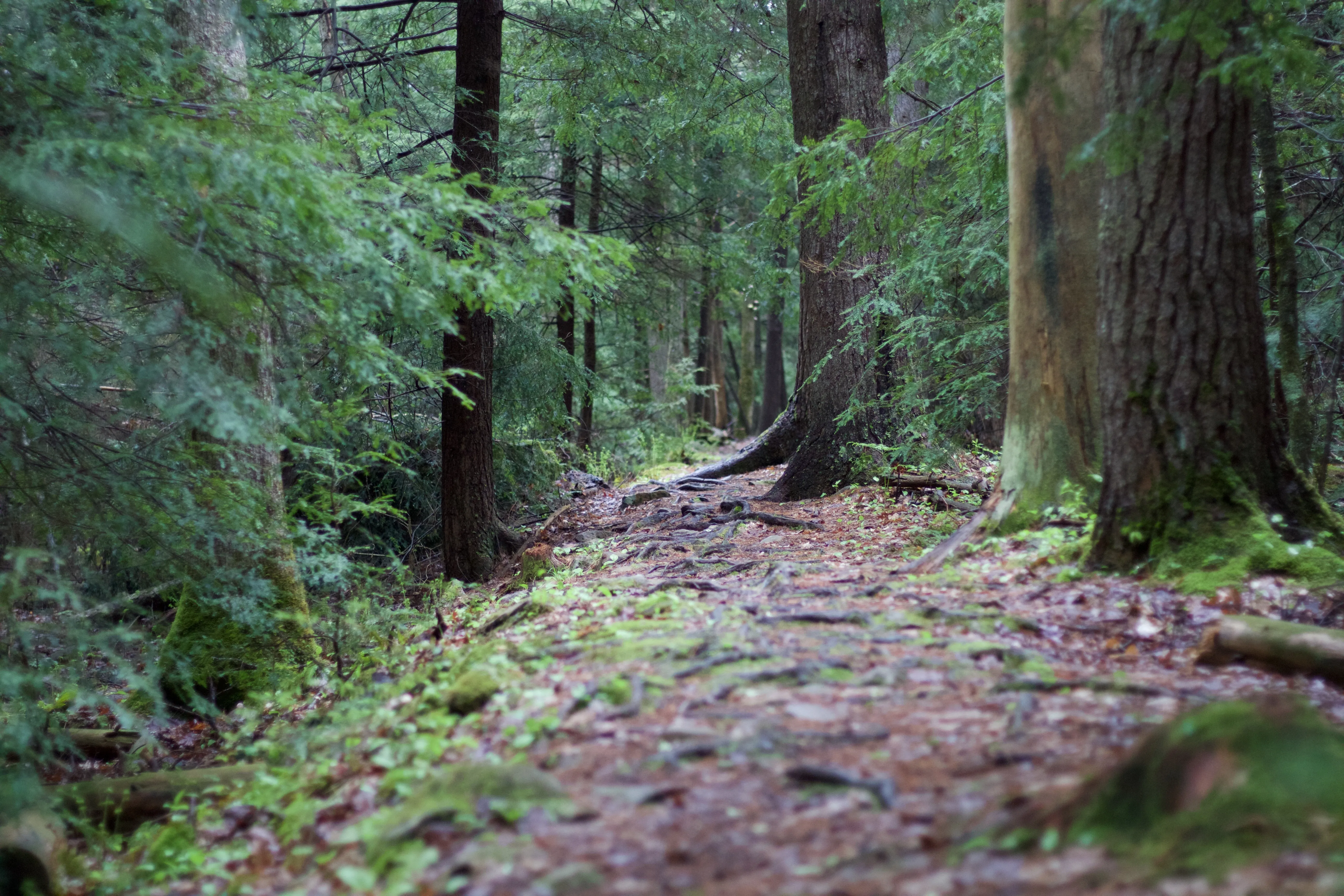 Hike the Herrington Manor/Swallow Falls Trail