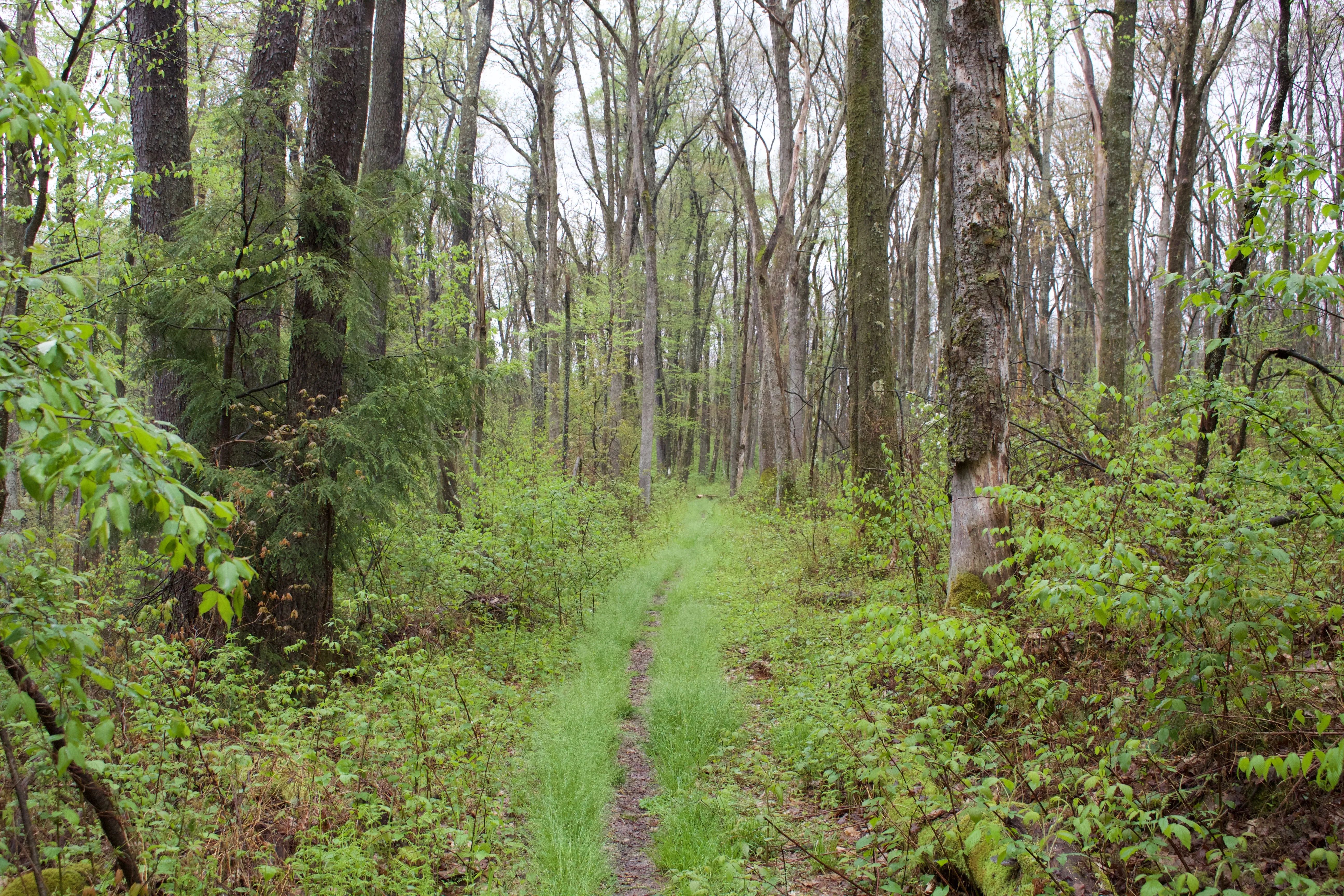 Hike the Herrington Manor/Swallow Falls Trail