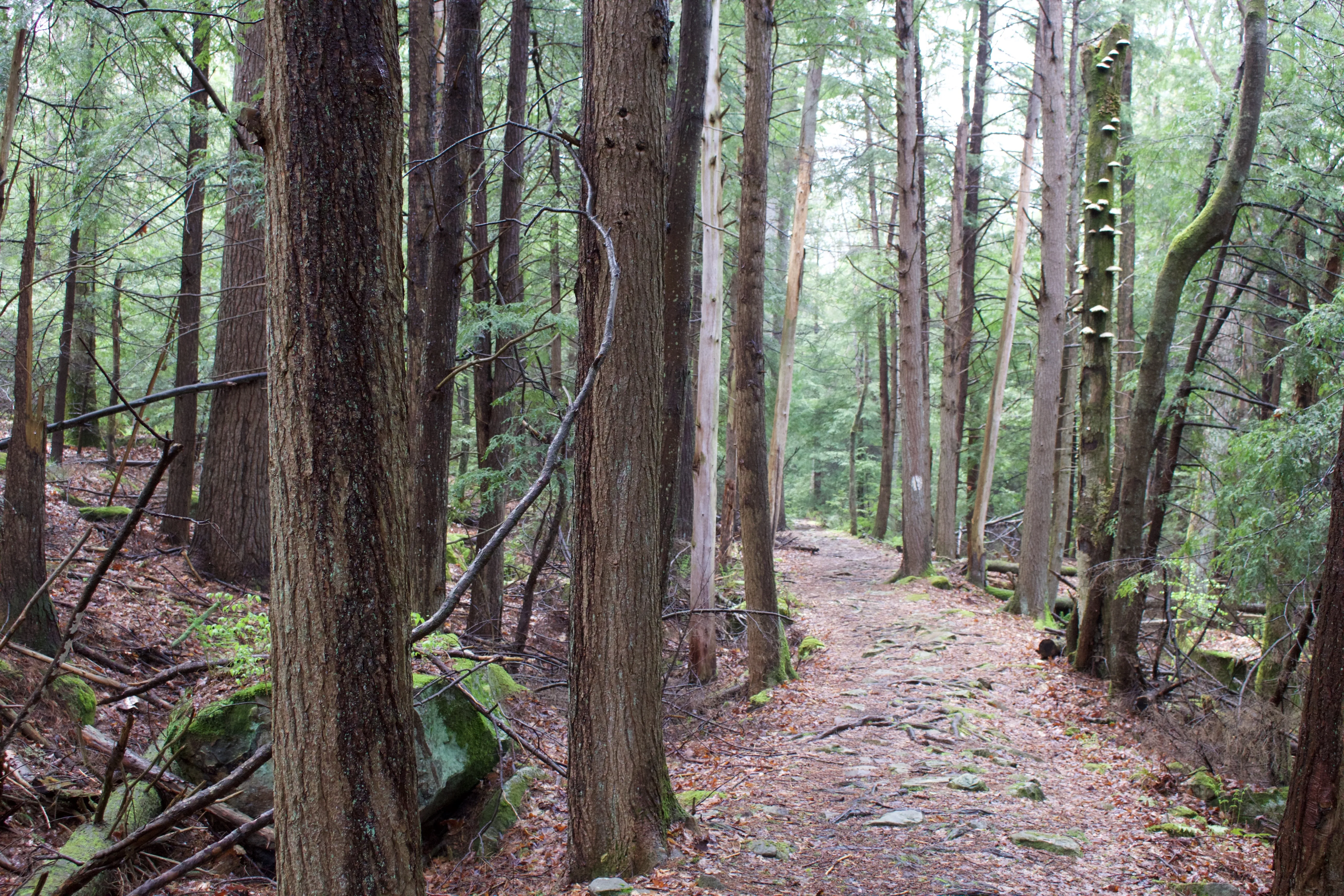 Hike the Herrington Manor/Swallow Falls Trail