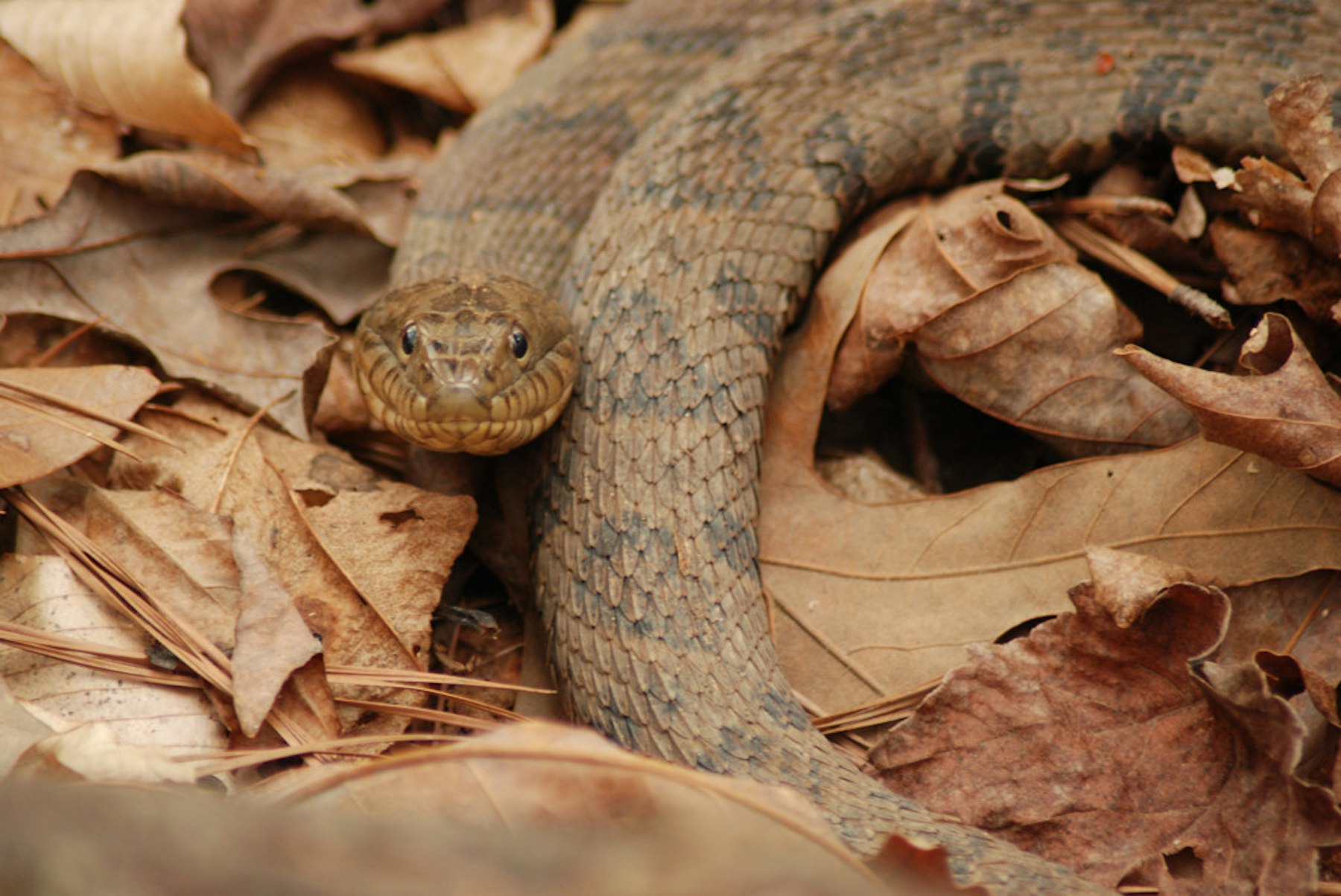 A Grass Snake Plays Dead on a Cold Autumn Day