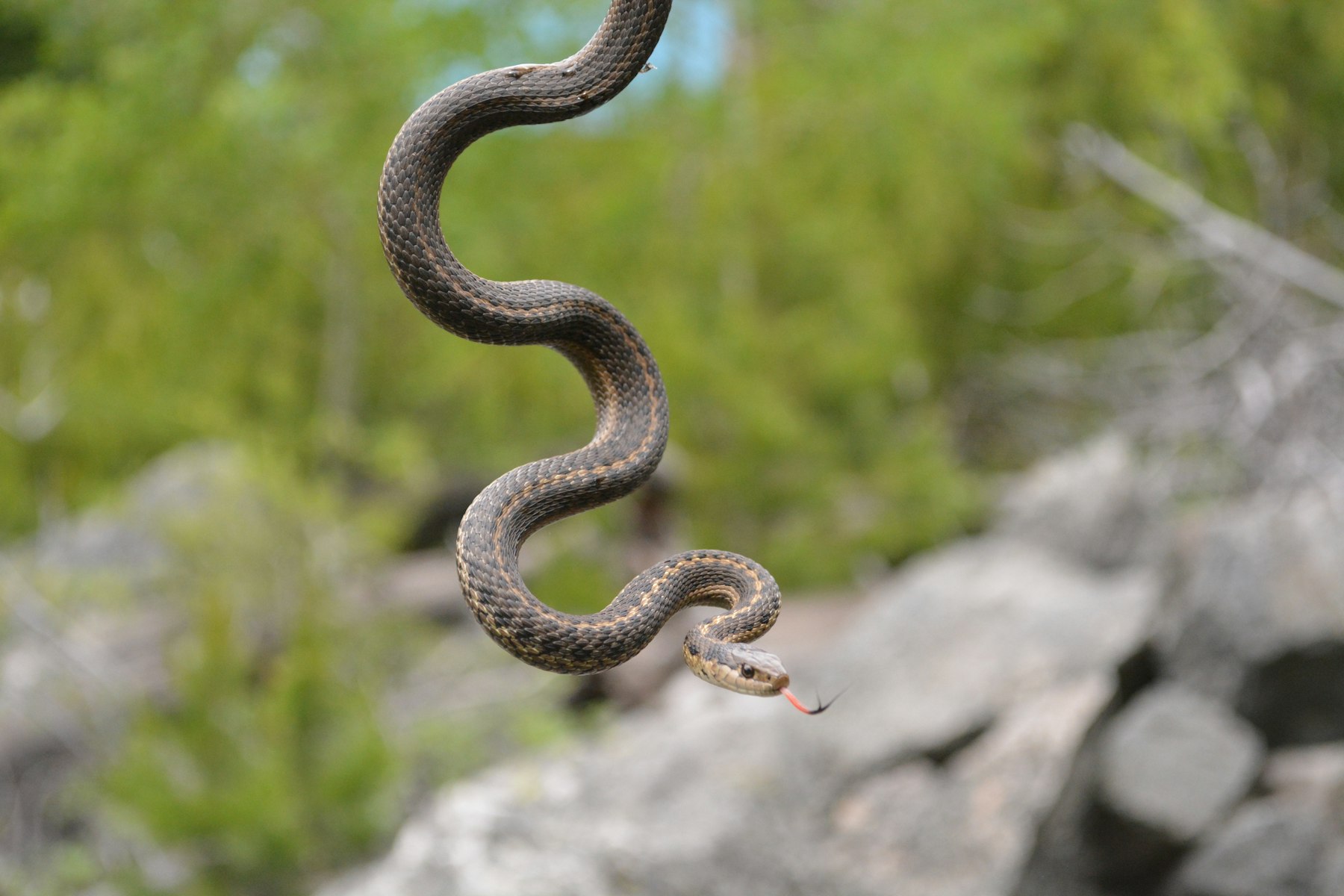 Snake, don't step on the critter's back