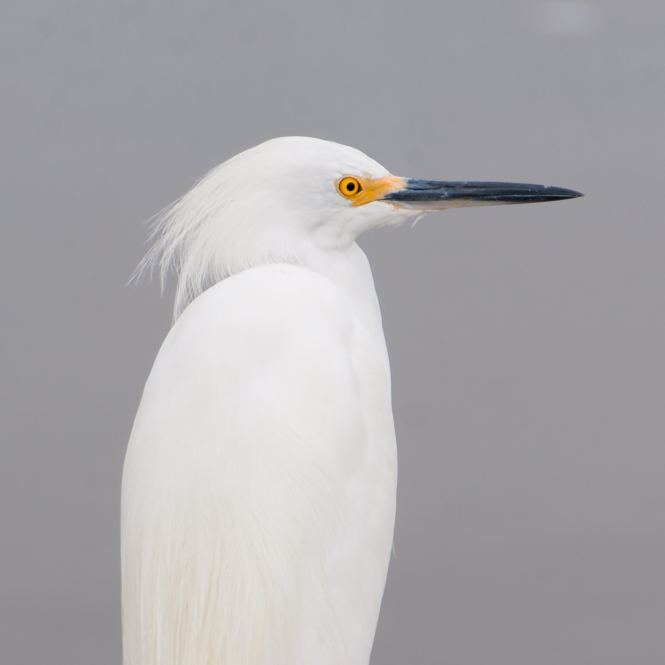 Wildlife Photography at Blackpoint Wildlife Drive